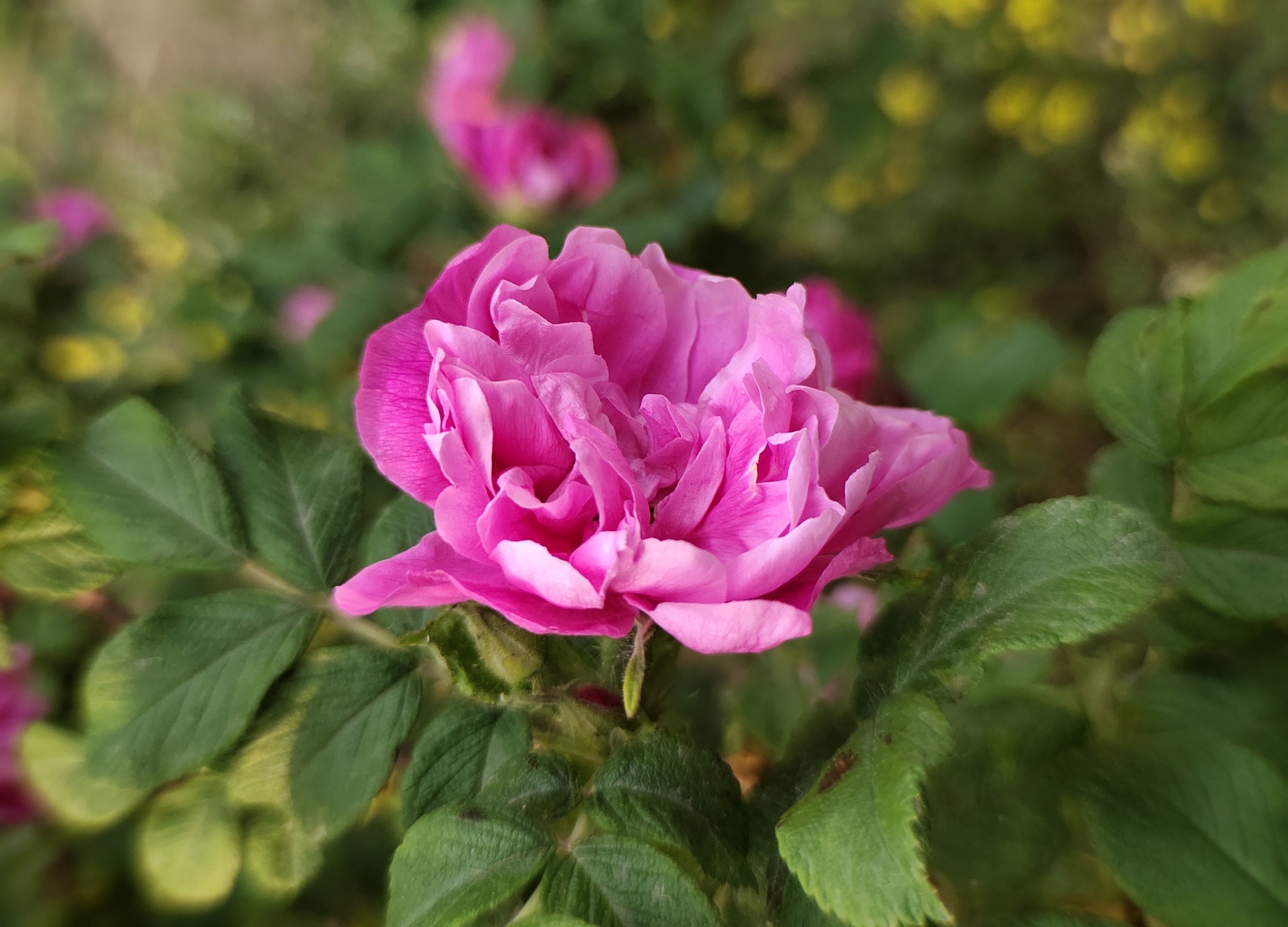 (首发)紫花重瓣玫瑰
