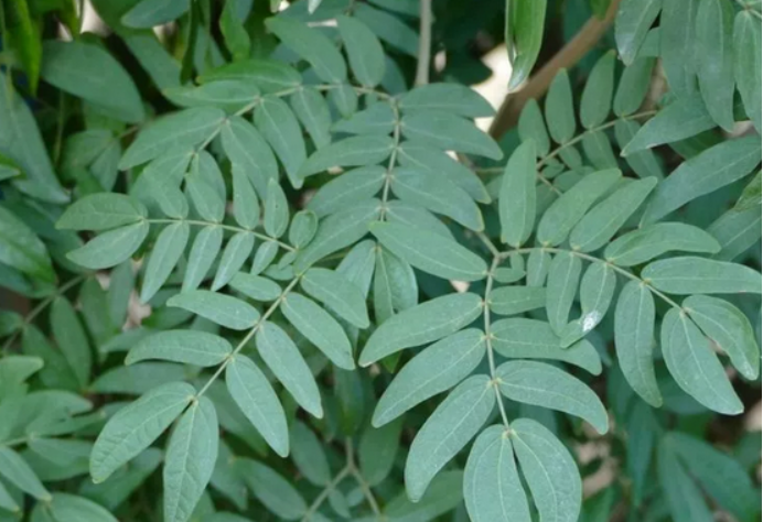 朱缨花:花如丝灵动,叶如羽飘逸