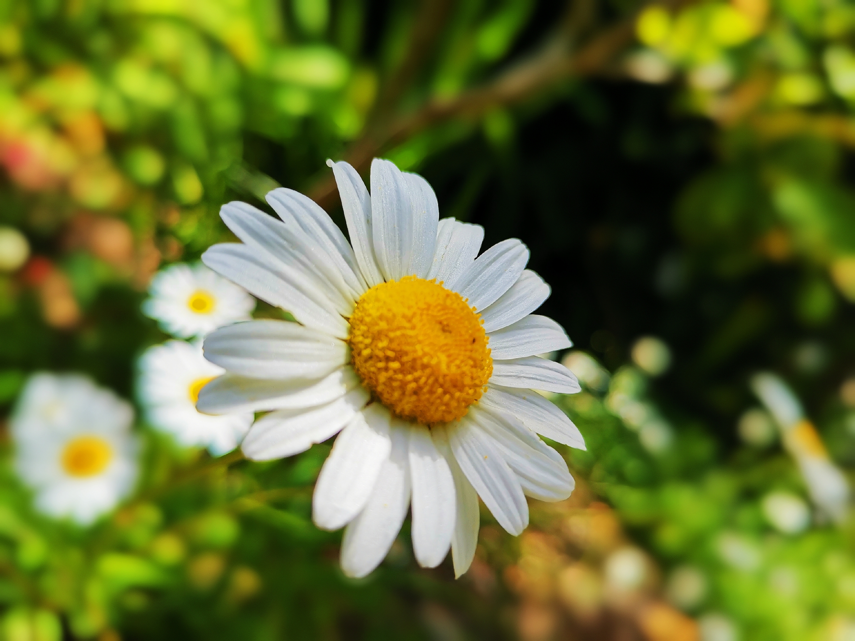 首发四季花开野山菊