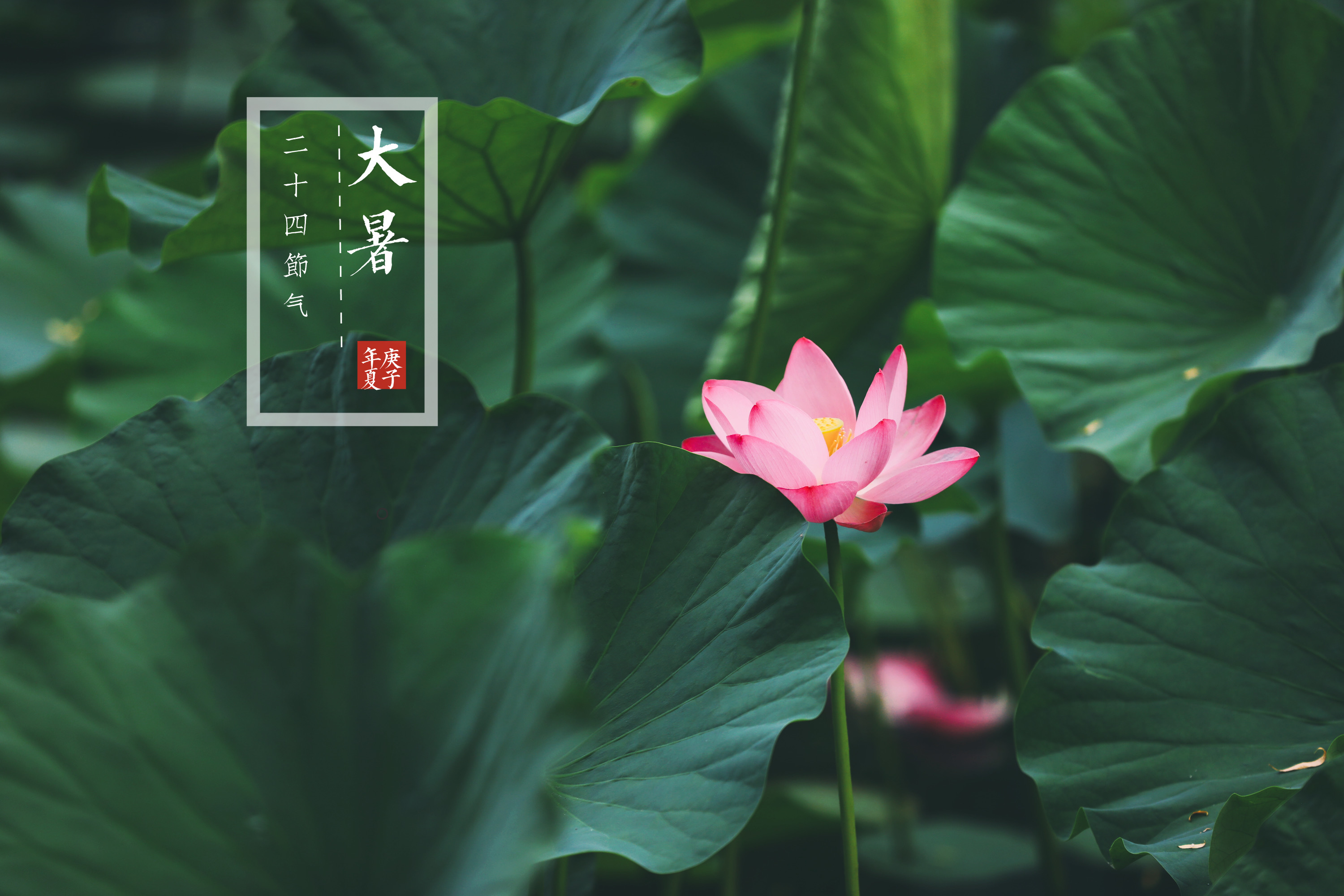 二十四节气—大暑《vv首发》