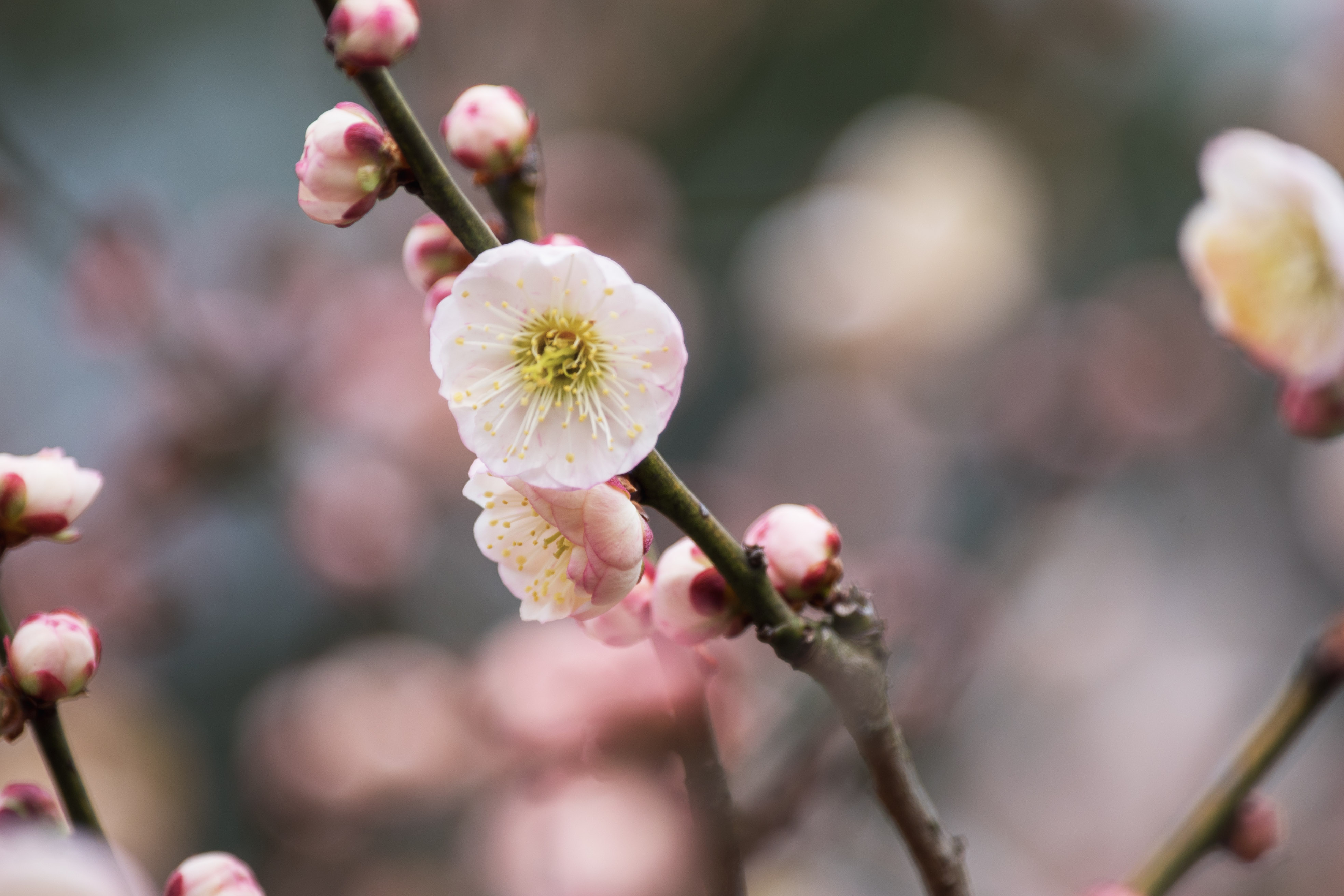 这个名字听起来有点特别的筋入春日野梅花是在上海植物园遇见.