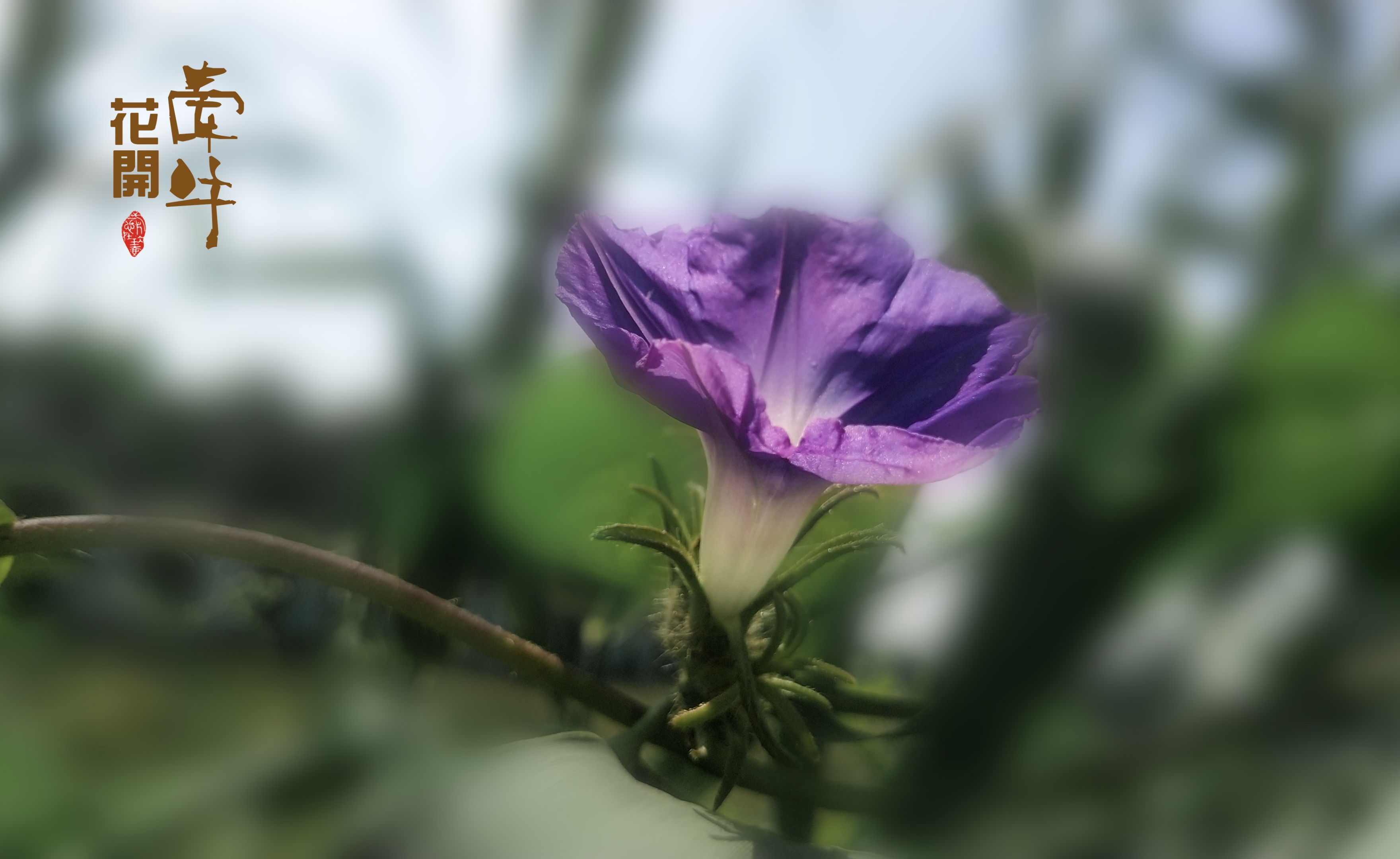 【首发】牵牛花开