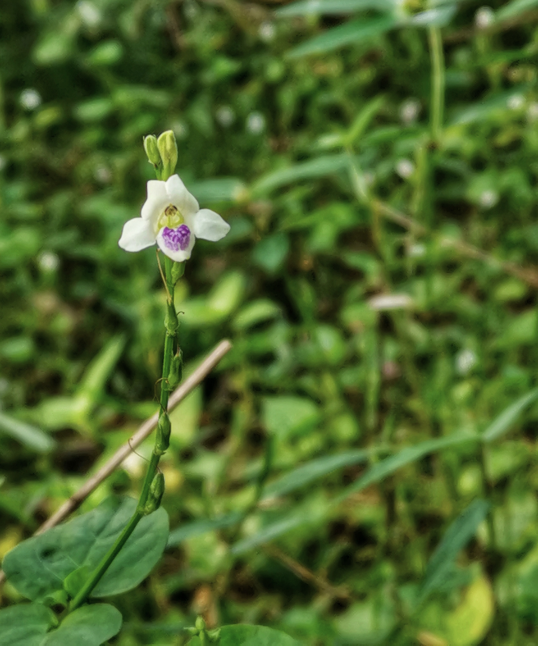 素雅小花十万错