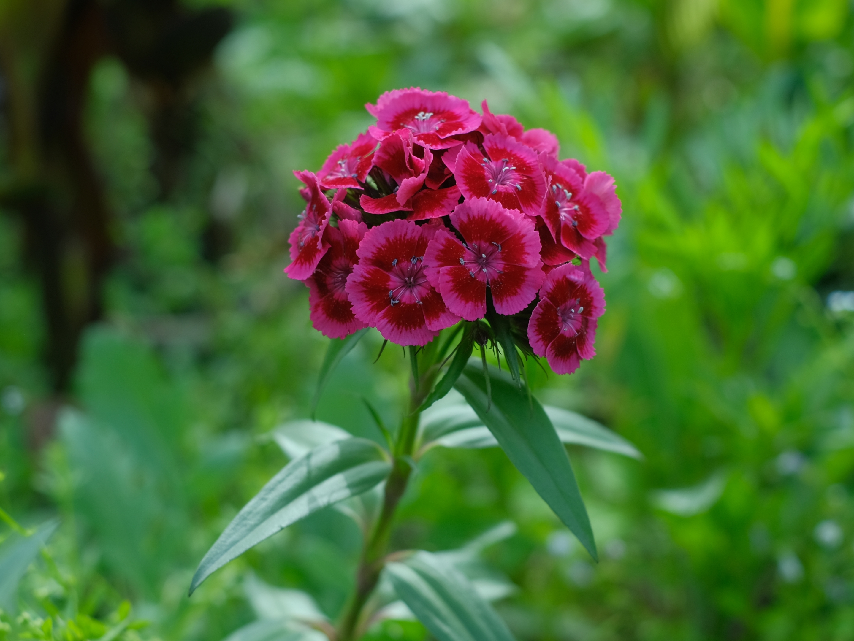 相关阅读  须苞石竹花语来自网络 须苞石竹的花色丰富多彩, 花语也是