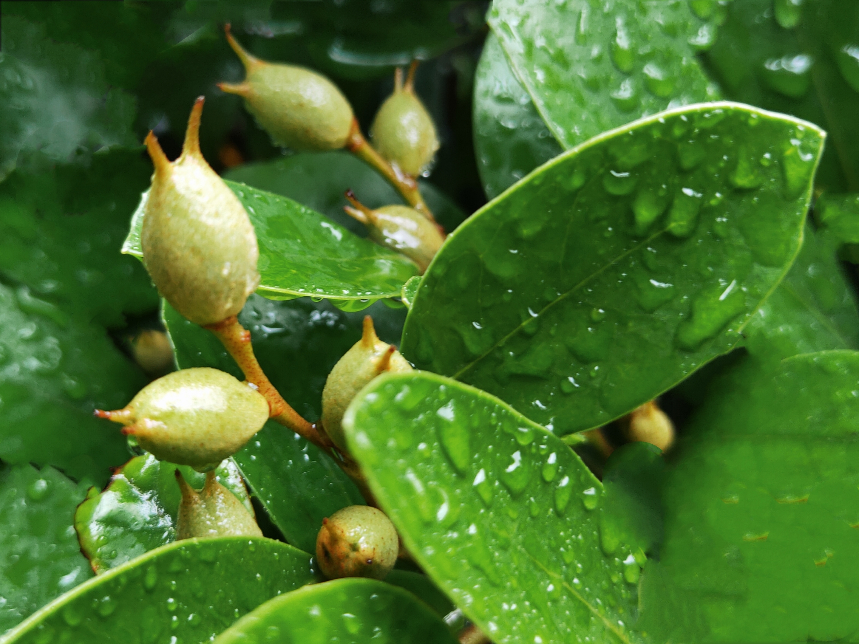 雨中的蚊母树