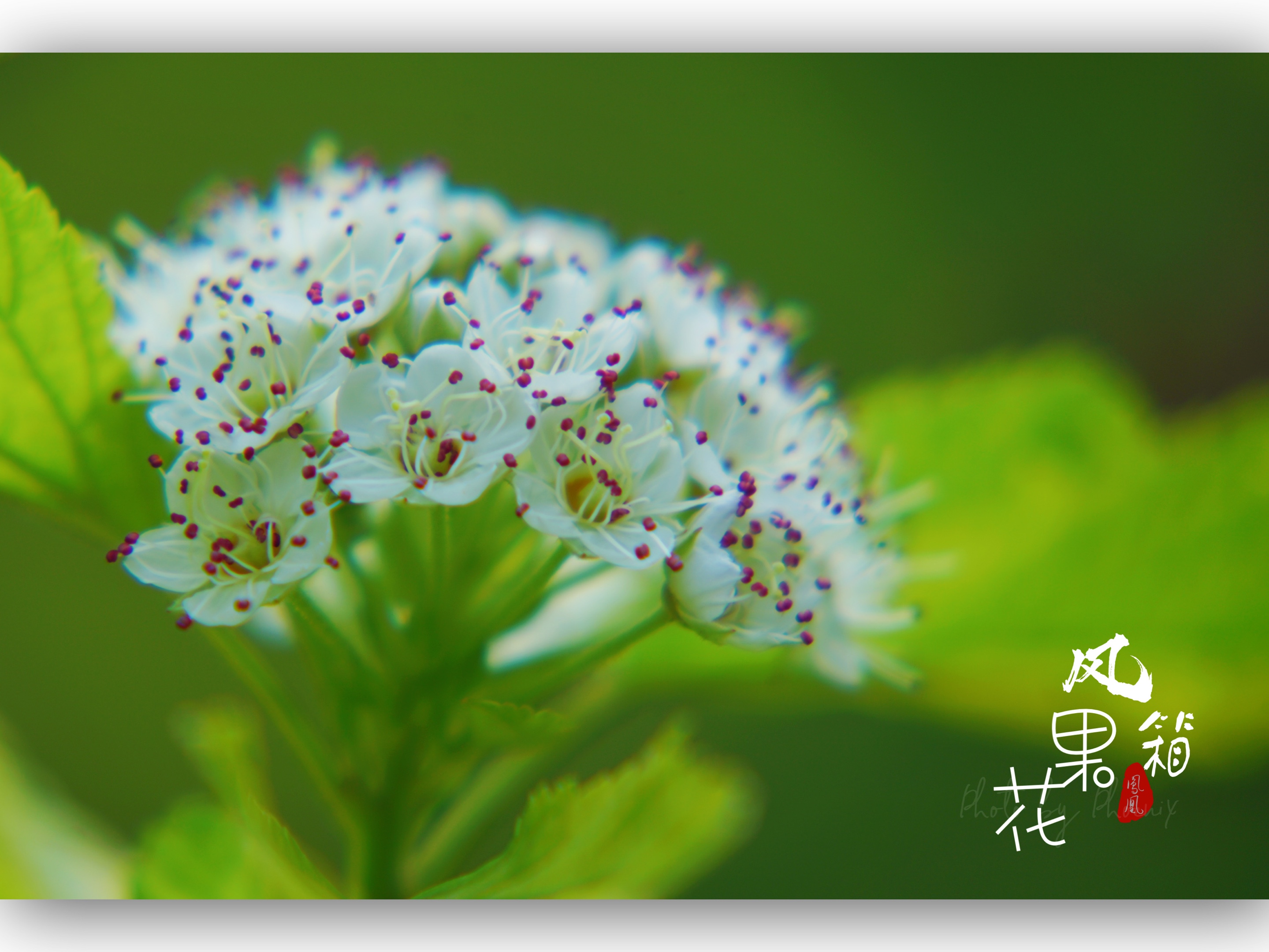 风箱果花[首发]