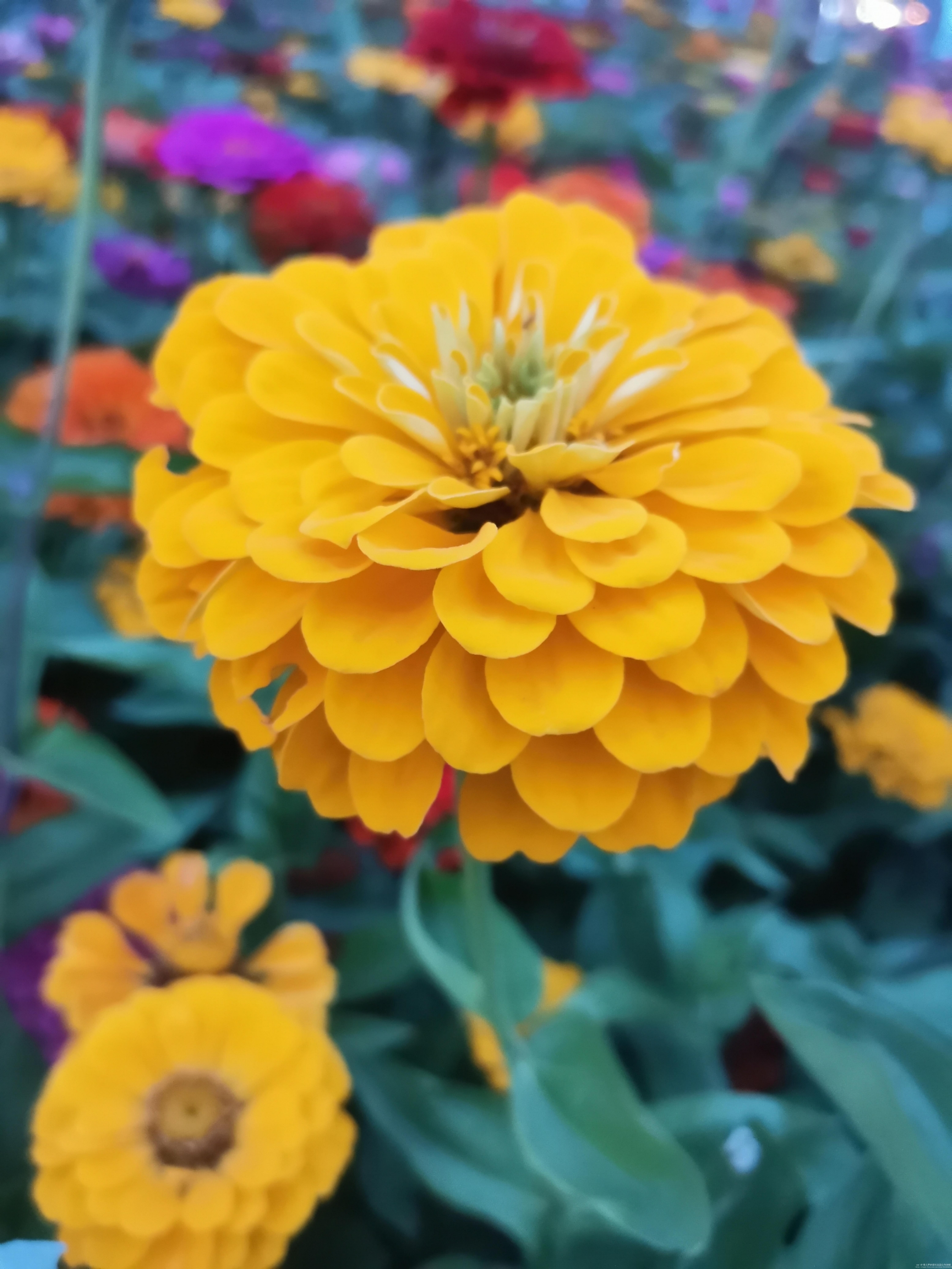 最美的白日菊