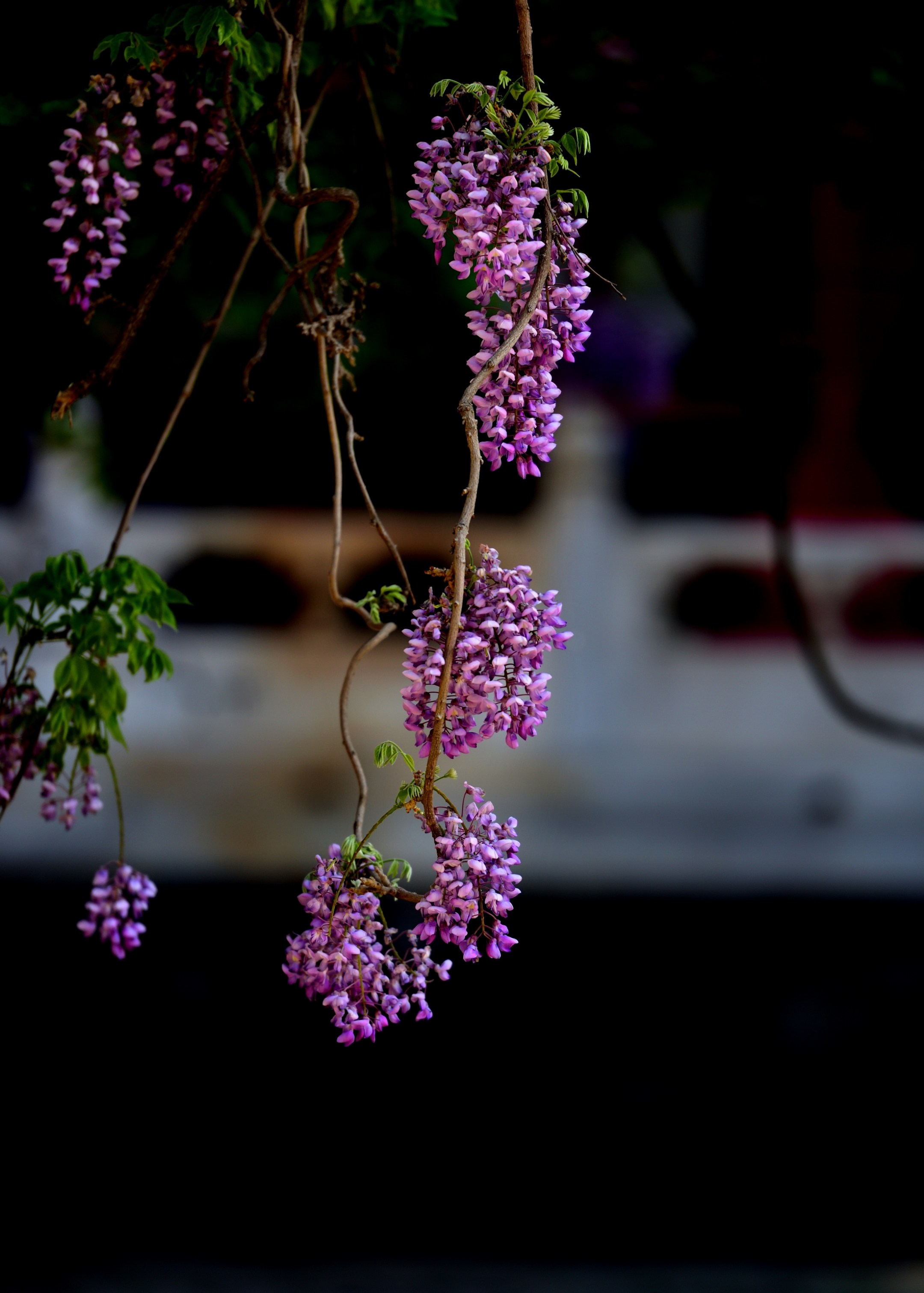 紫藤花属于落叶攀藤灌木,其根茎通常缠绕在墙壁或树干等地方生长.