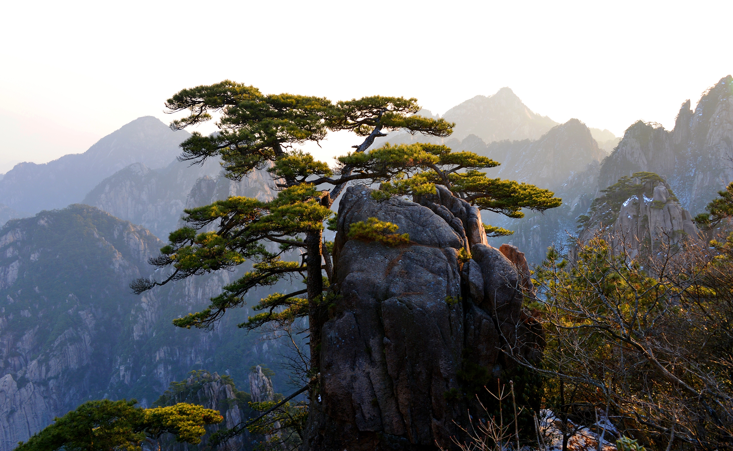 冬游黄山之劲松(首发)