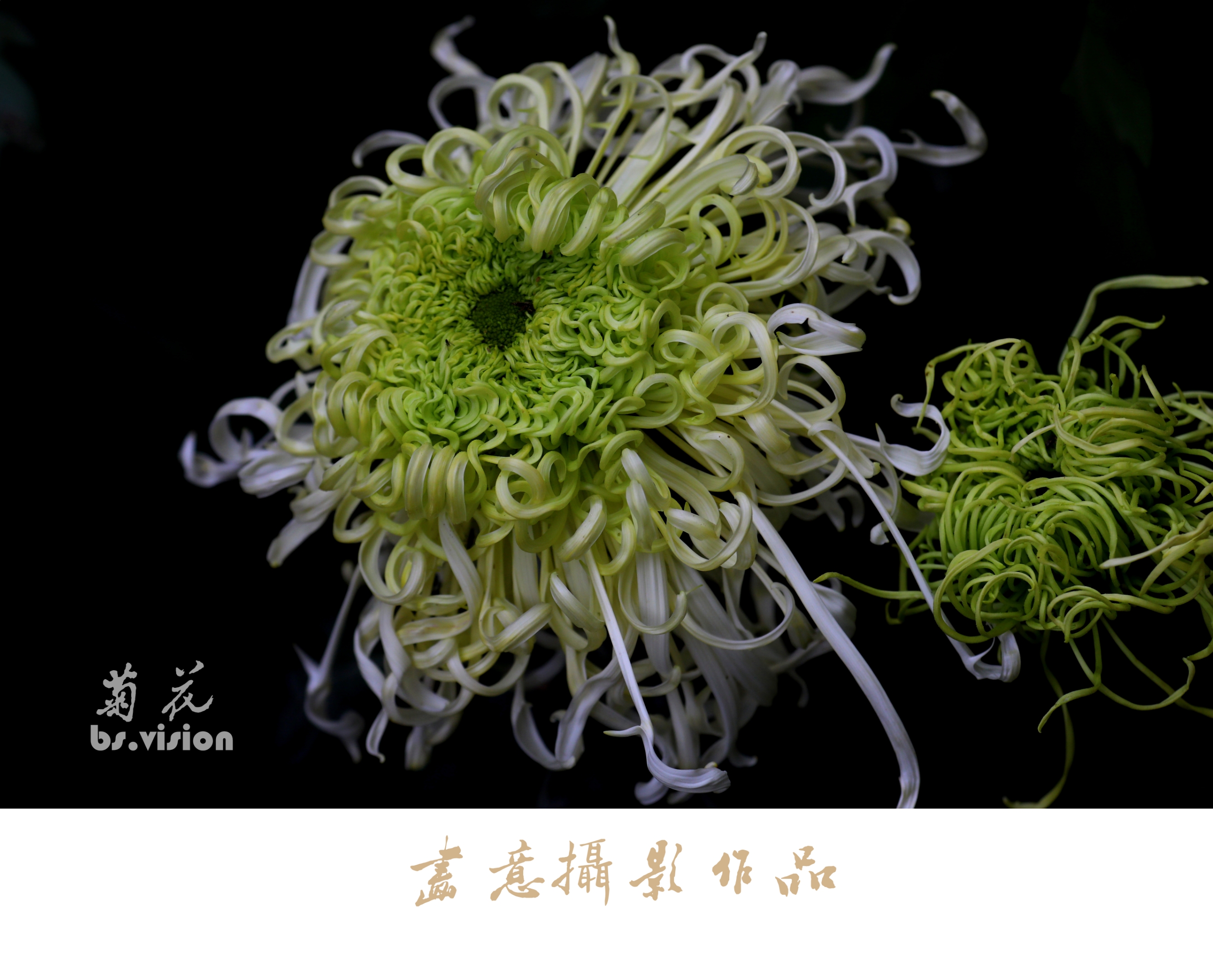 寒菊(画意摄影)