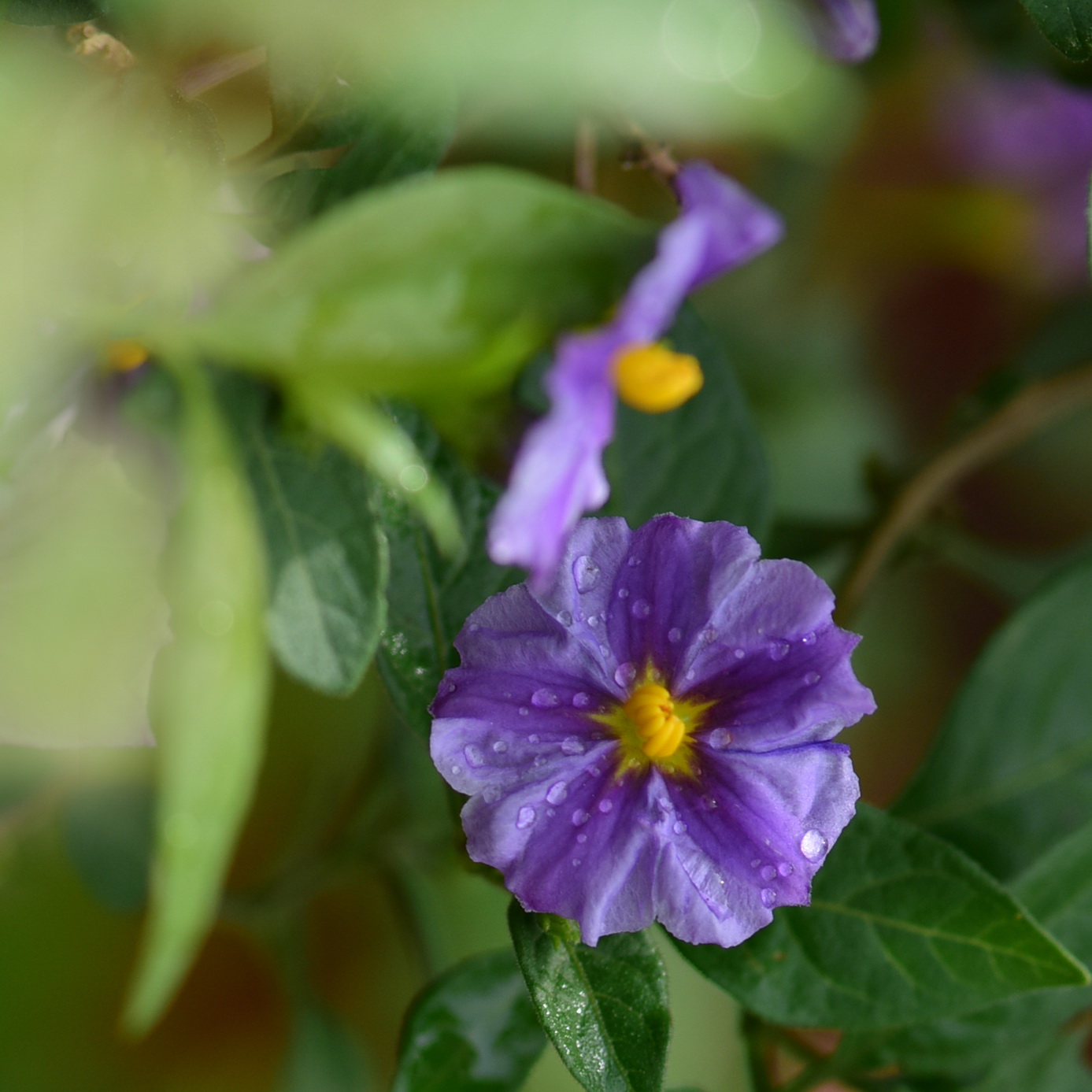 小小蓝花茄(首发)