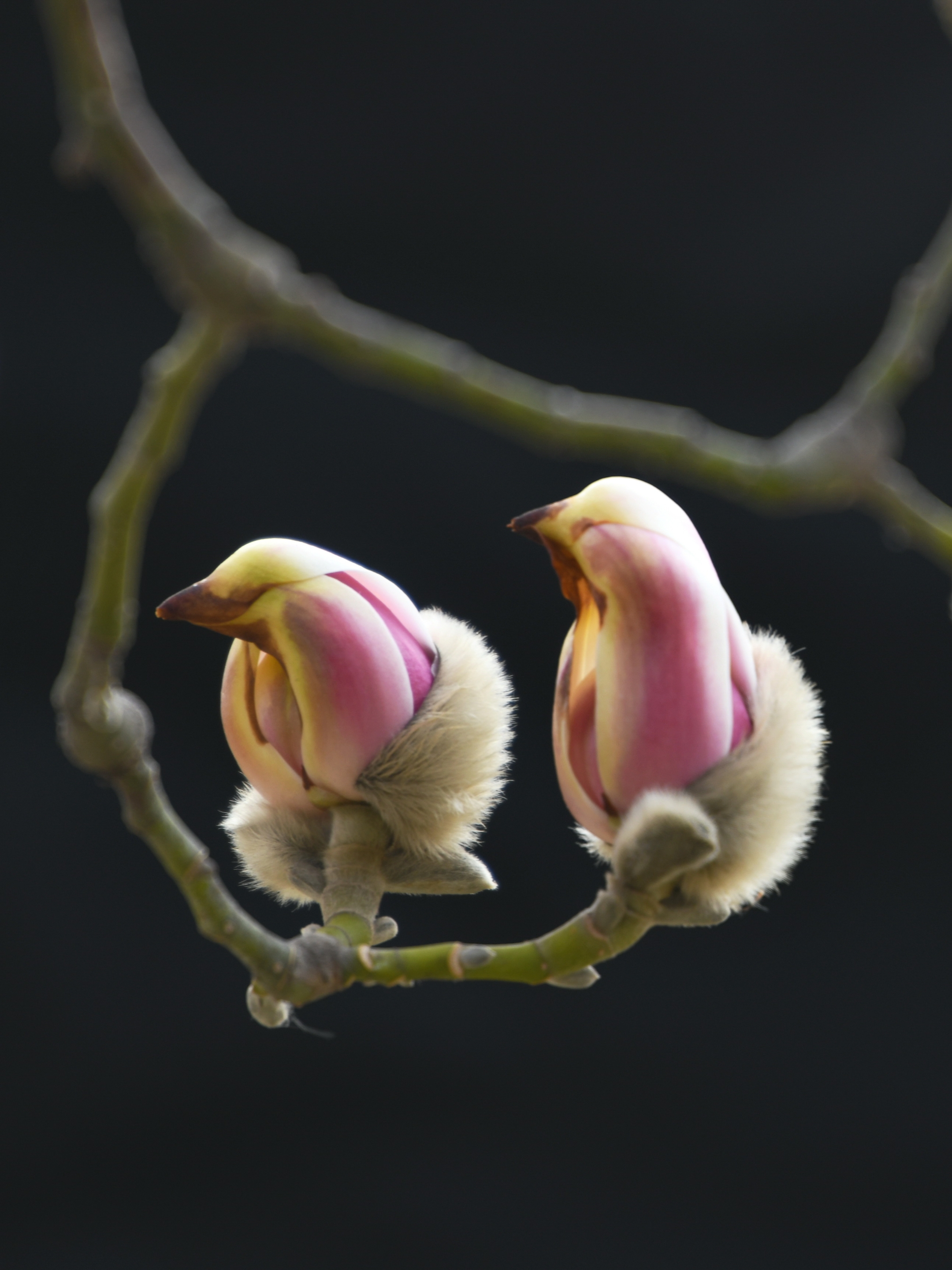 玉兰花
