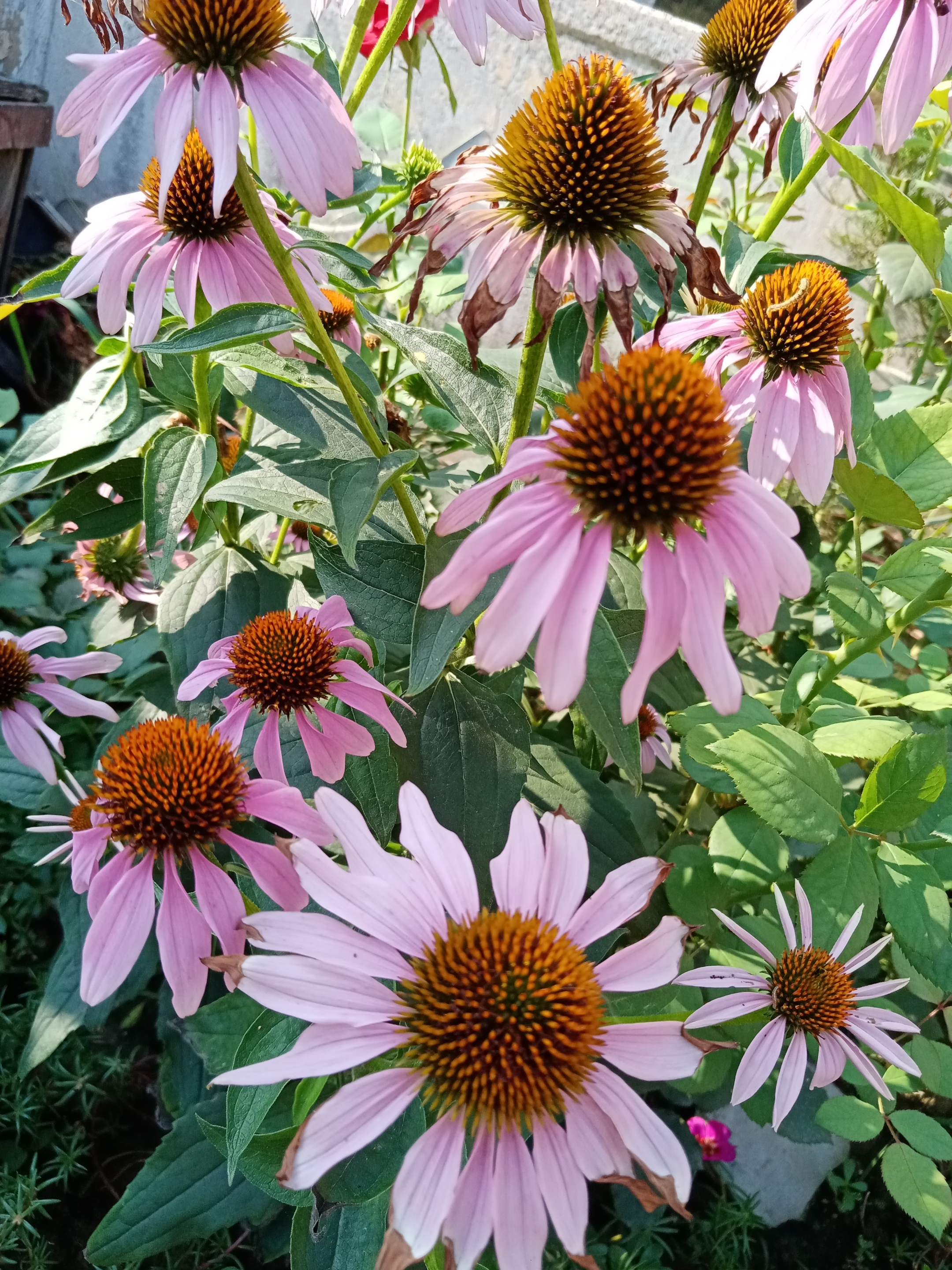 松果菊