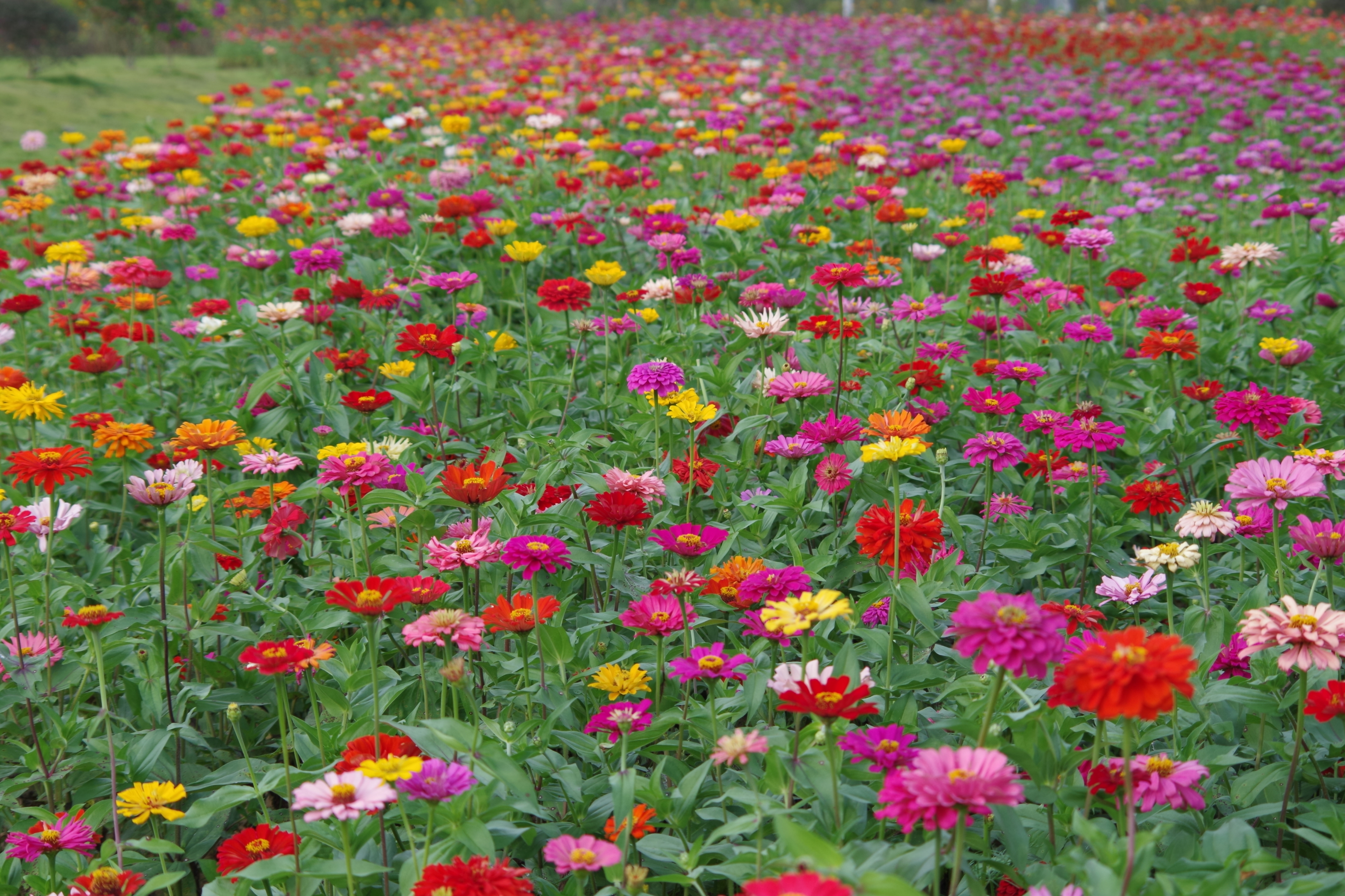 多彩百日菊