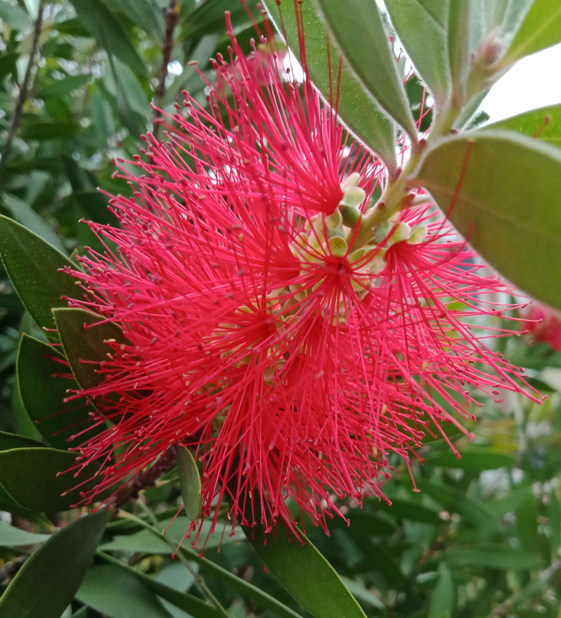 红千层色彩鲜艳美丽,红千层花语和象征代表意义:英姿飒爽,风韵独特.