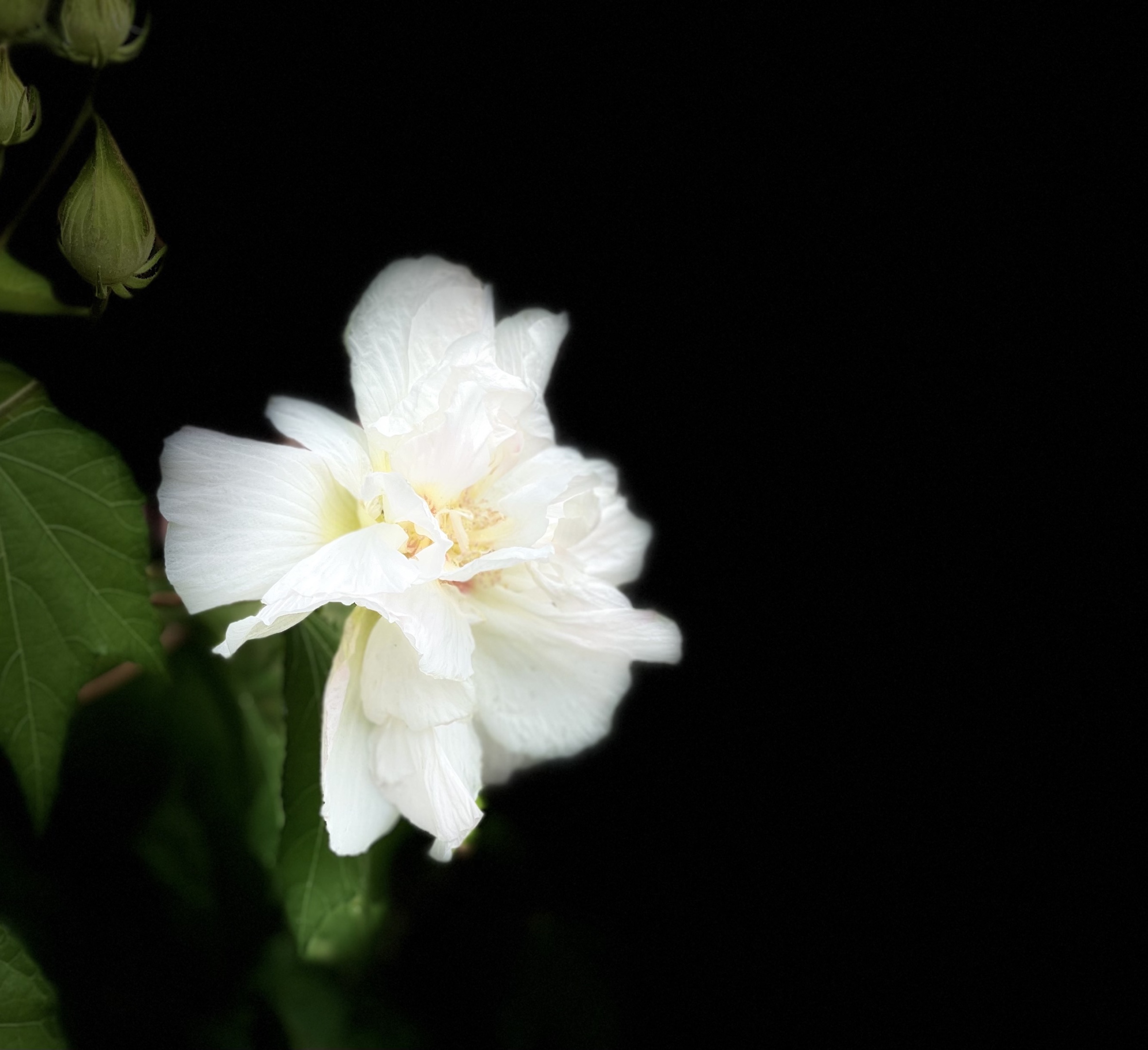 原创首发芙蓉花