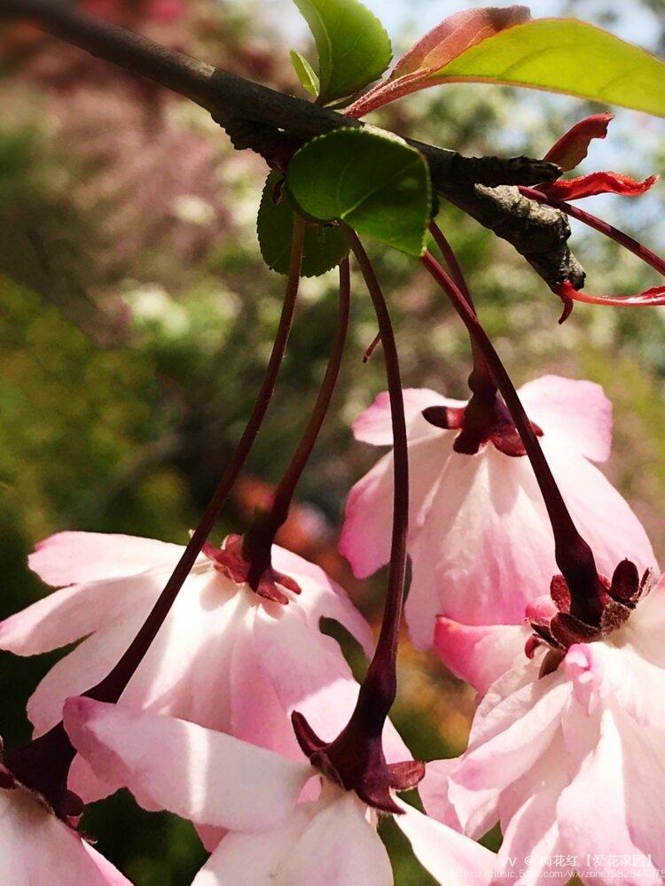 追光逐影下的海棠花首发