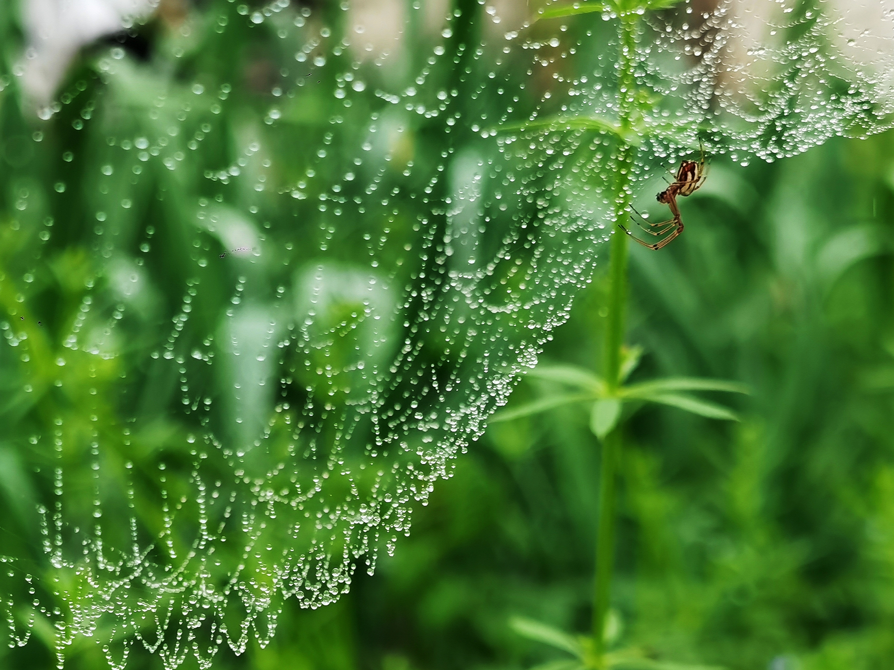 雨后现形的蜘蛛网【首发】