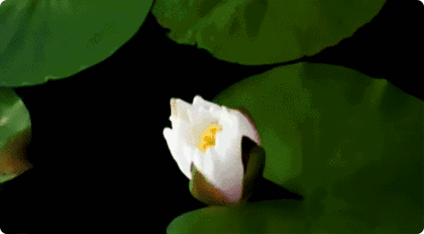 不安的风有时 欲出泪水絮絮绵绵心事总会躲在云里初夏在梦里缭绕如我