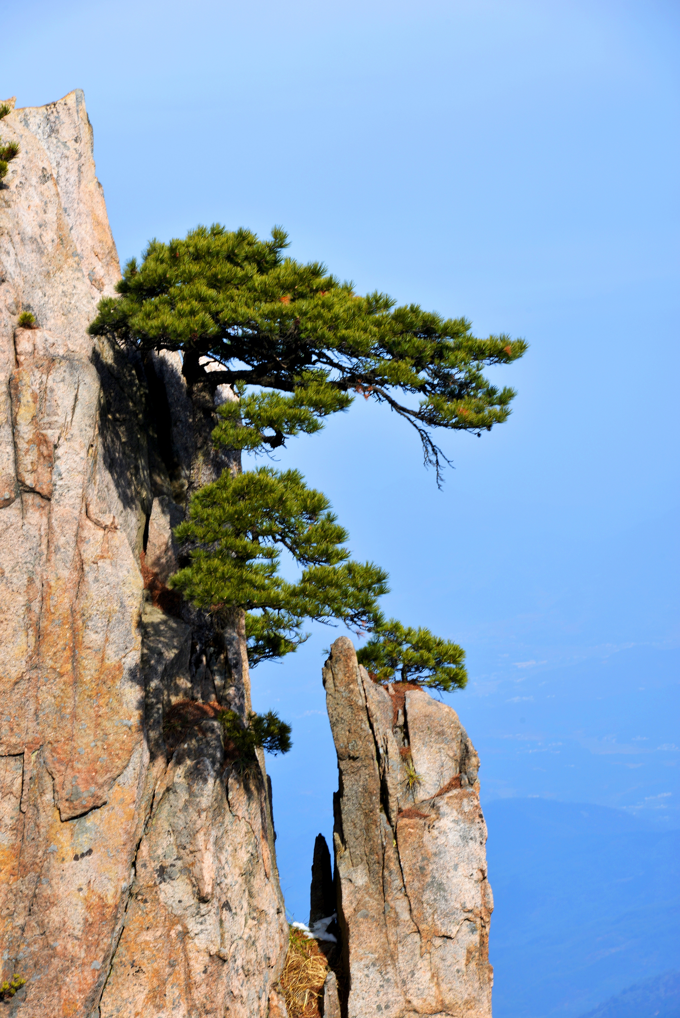 冬游黄山之劲松(首发)