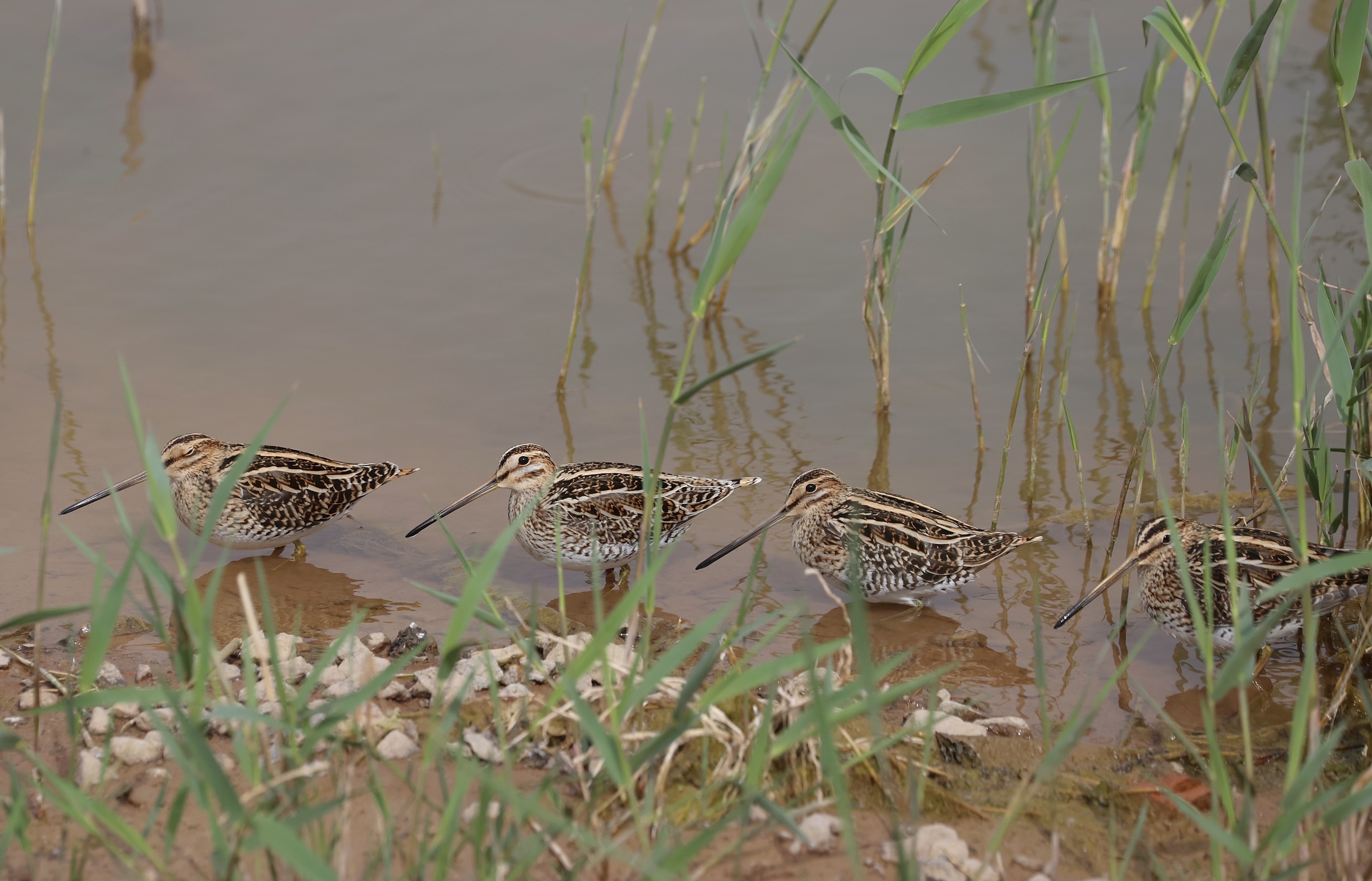 common snipe,学名:gallinago gallinago),是鸻形目丘鹬科沙锥属的