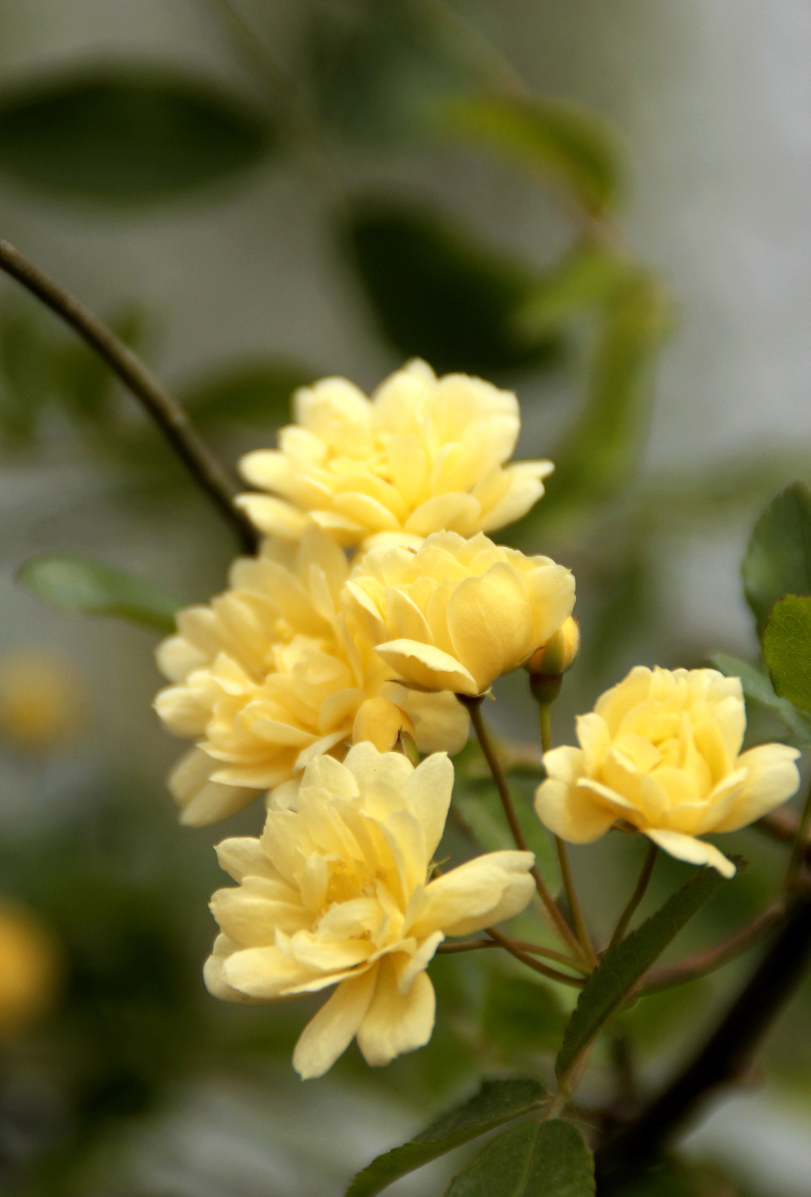 首发花色秀美的木香花