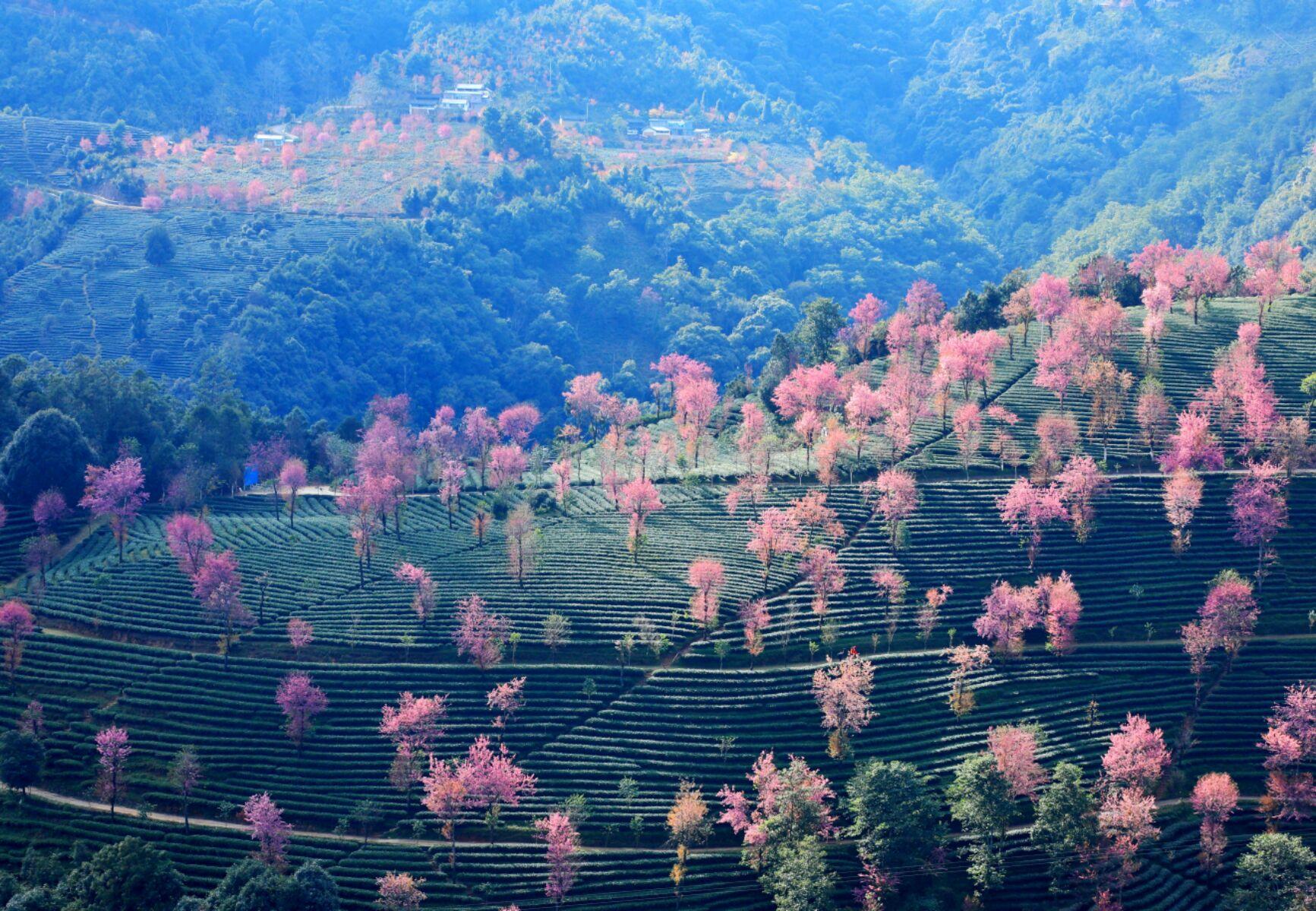 无量山~冬樱花