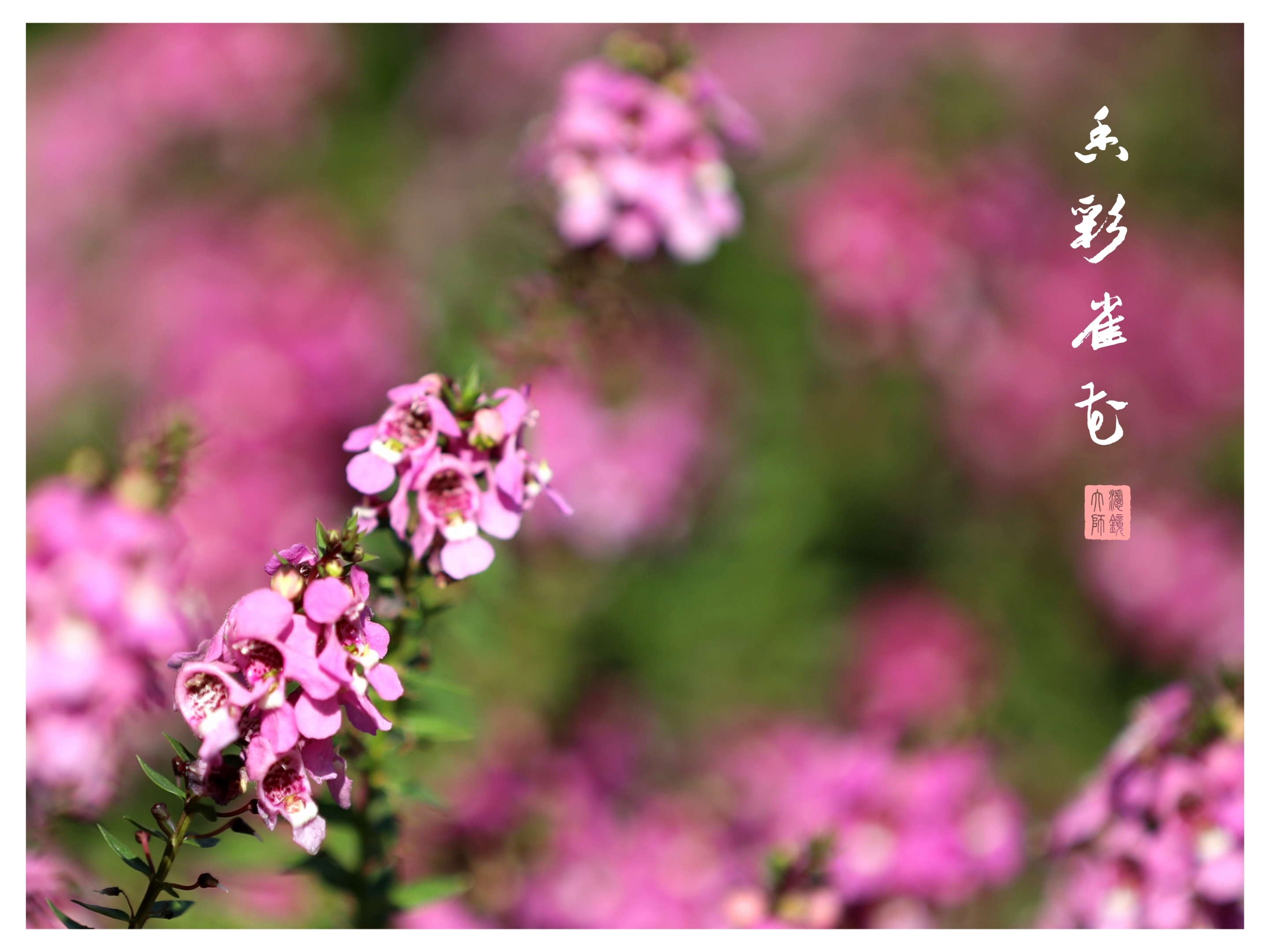 香彩雀
