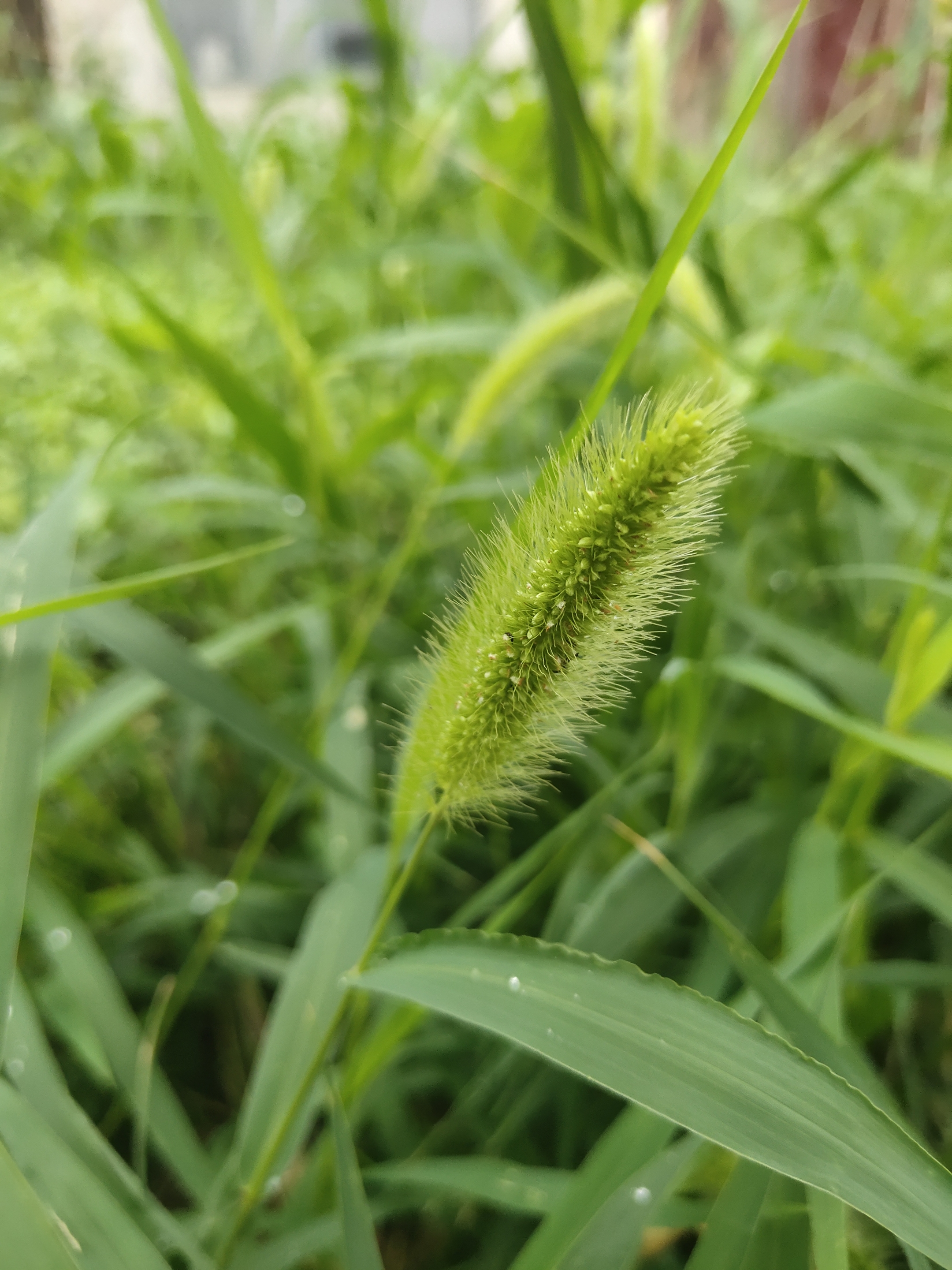狗尾巴草