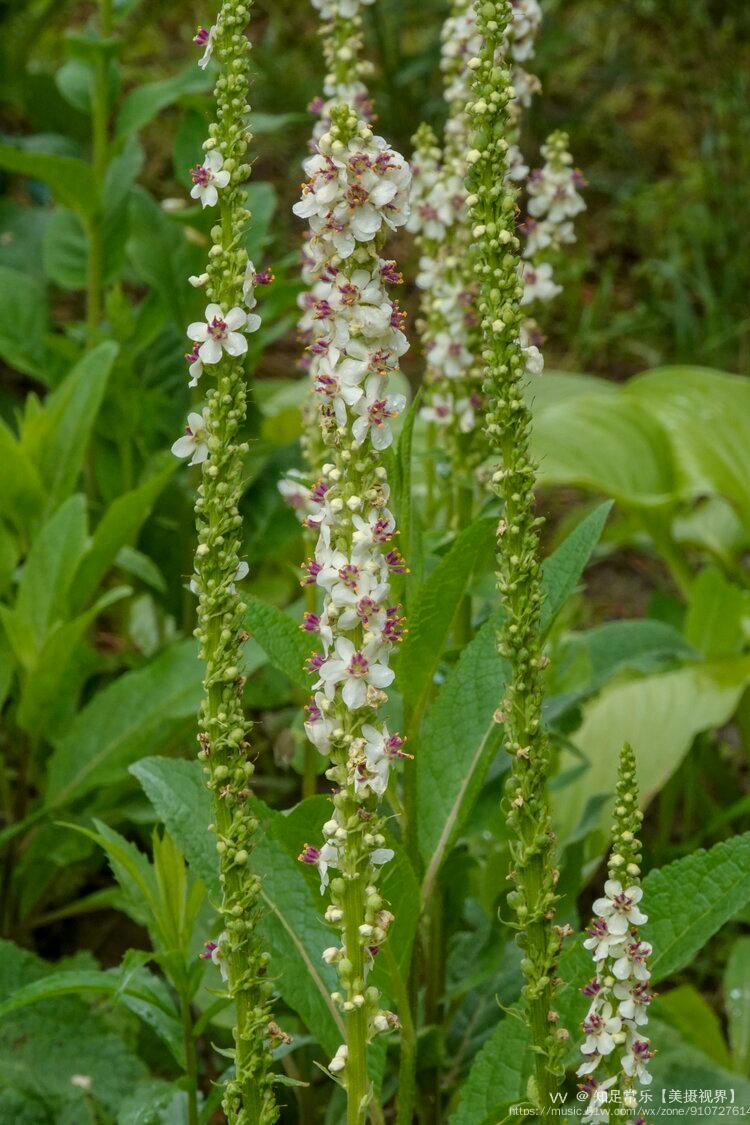 首发毛蕊花