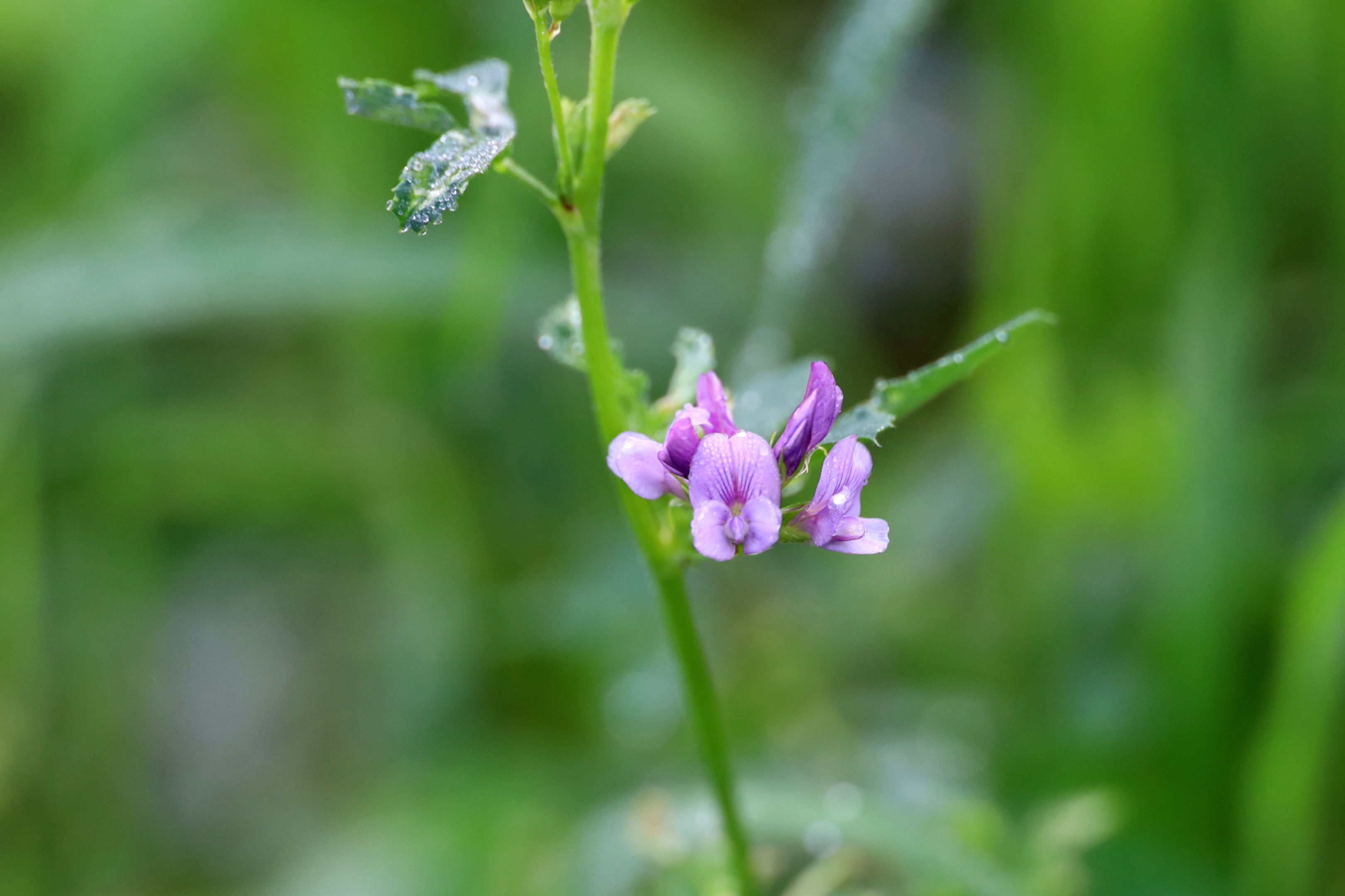 紫苜蓿花