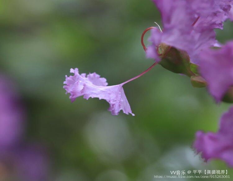 文/心若芷萱 红紫薇,白紫薇 花绽湖边小径归,思君树下栖.