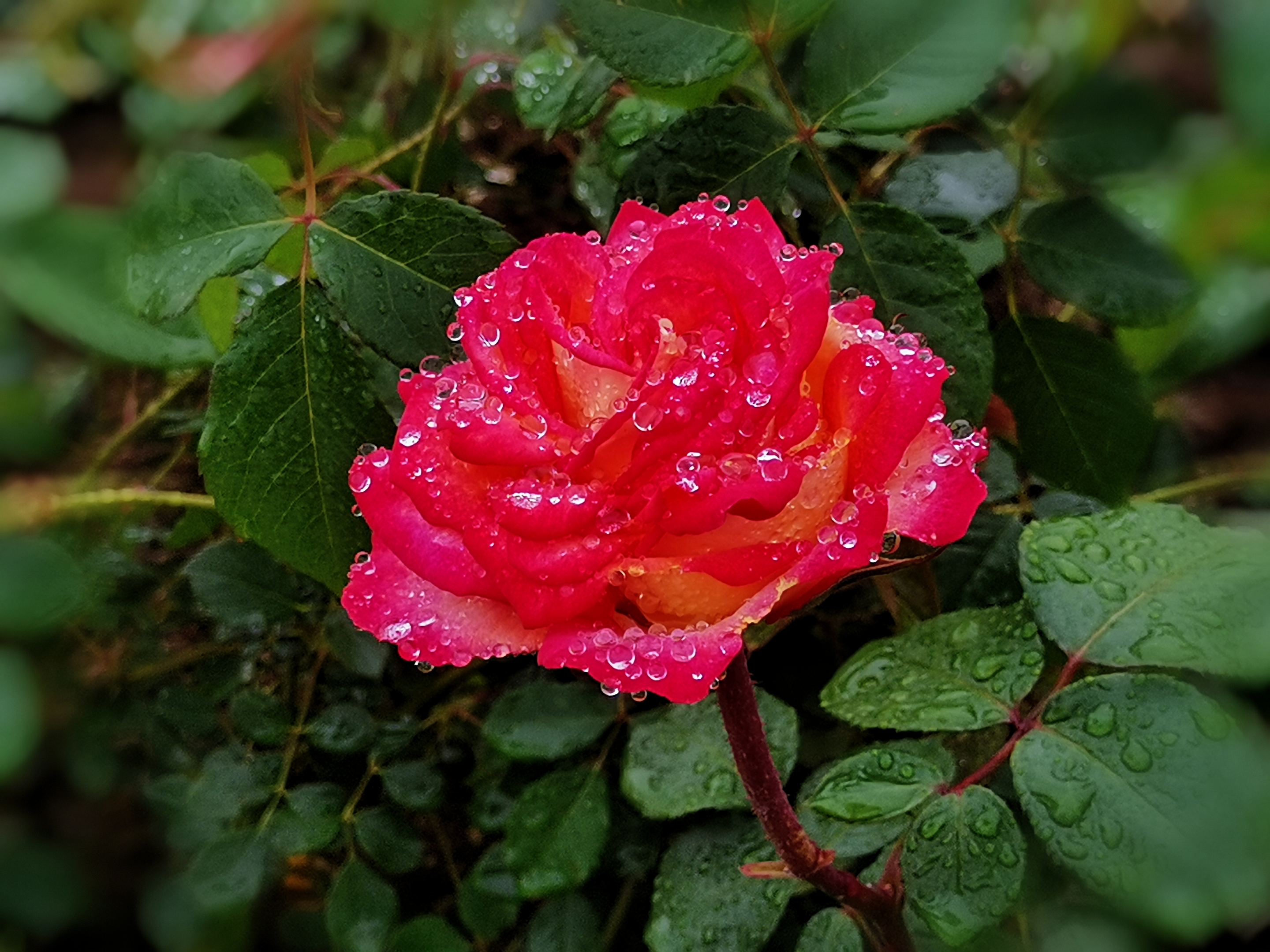 雨中月季花娇艳而美丽【首发】