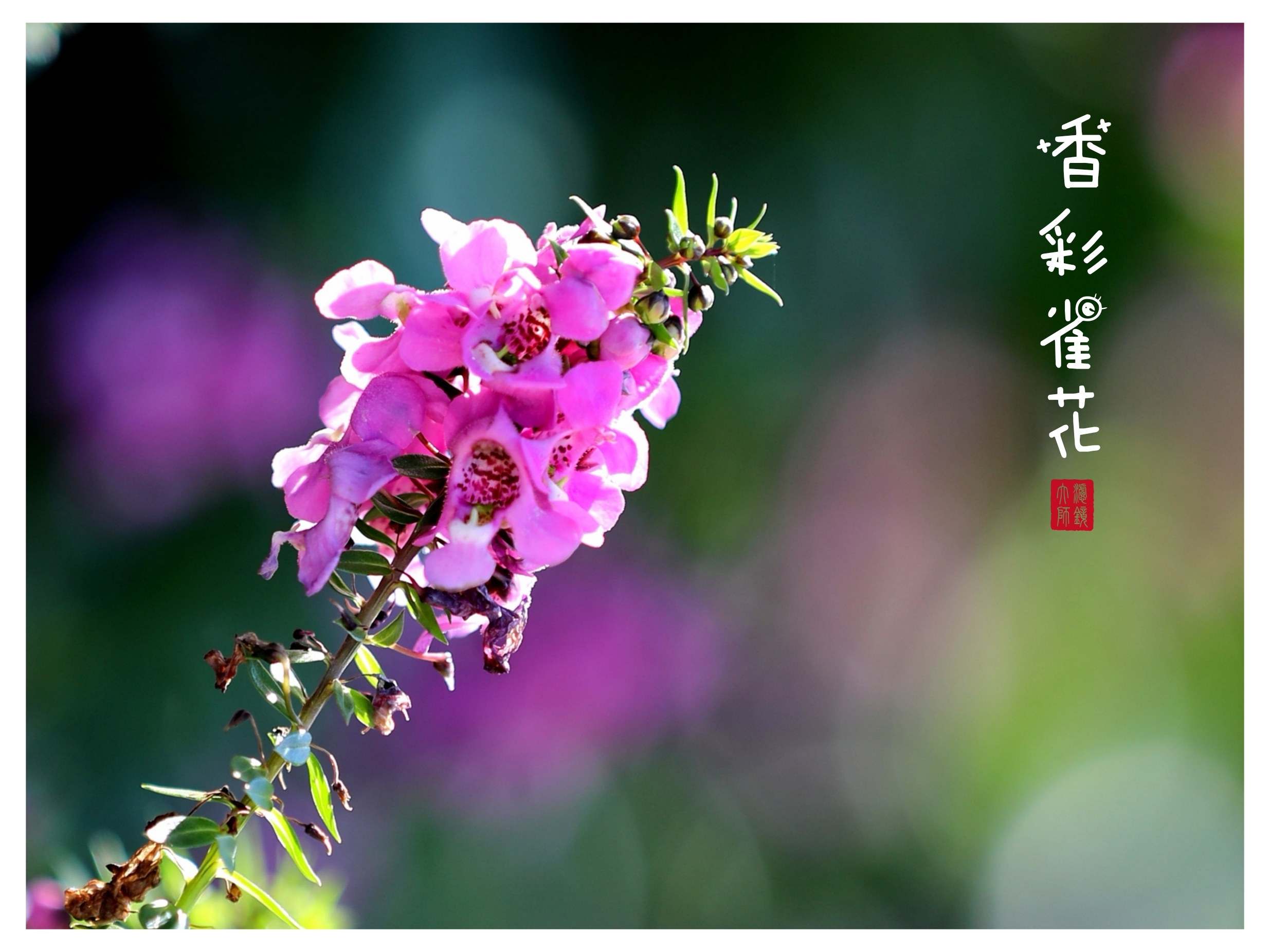 香彩雀