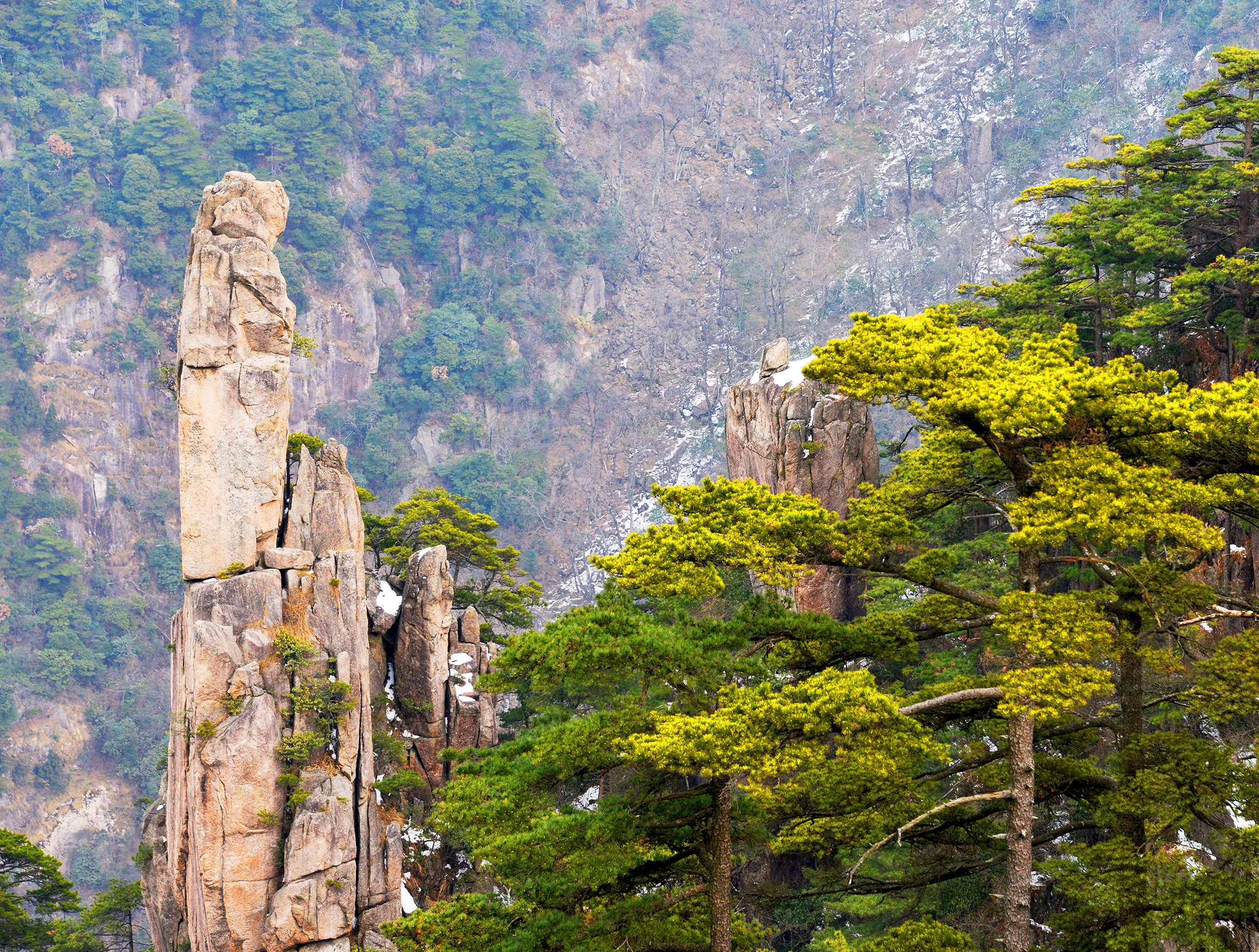 冬游黄山之劲松(首发)