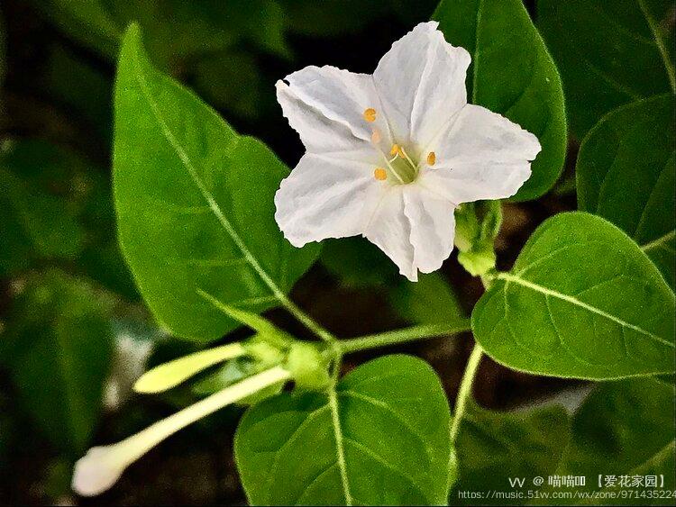 白色的紫茉莉花