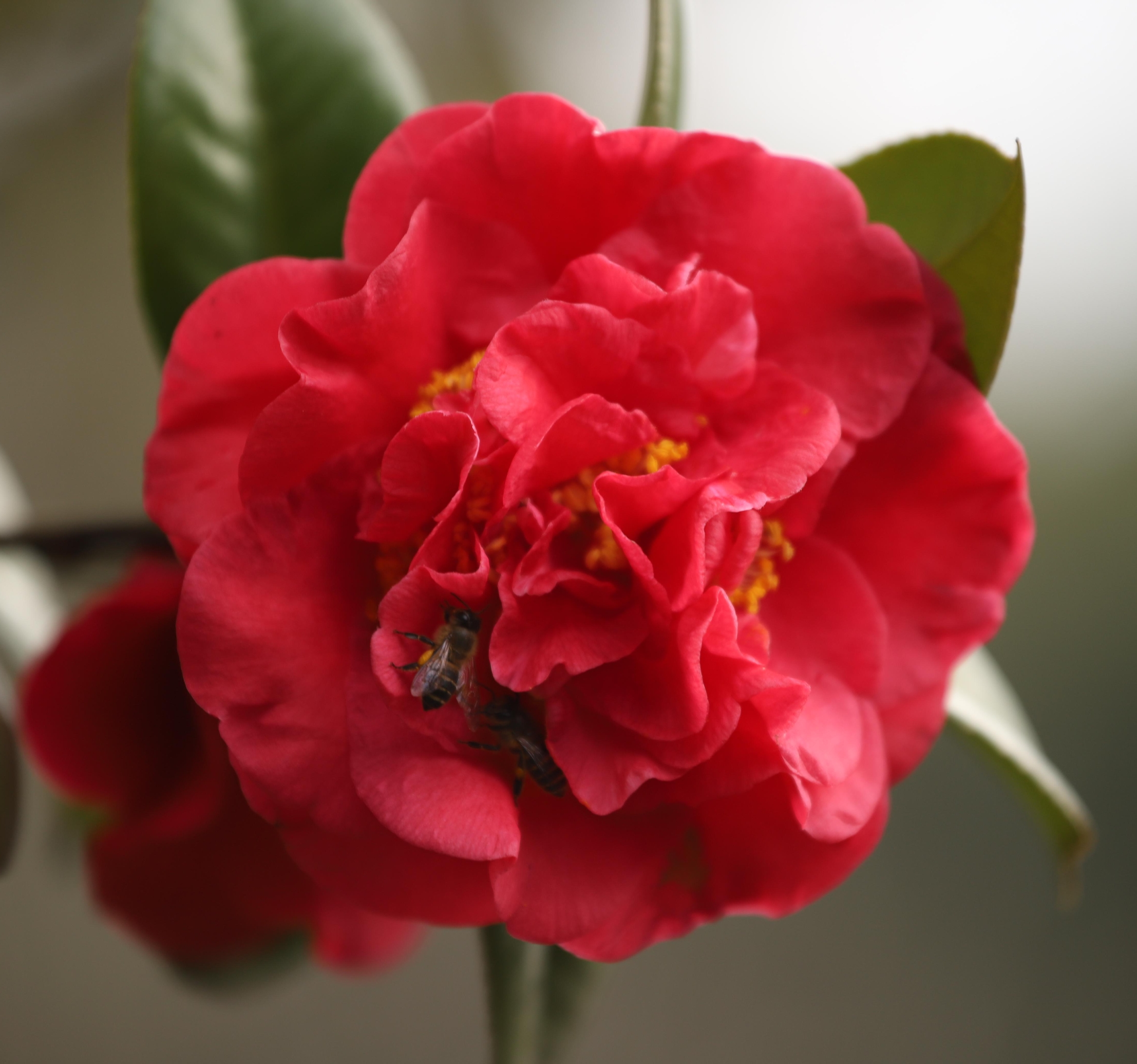 红色山茶花的花语 - 花百科