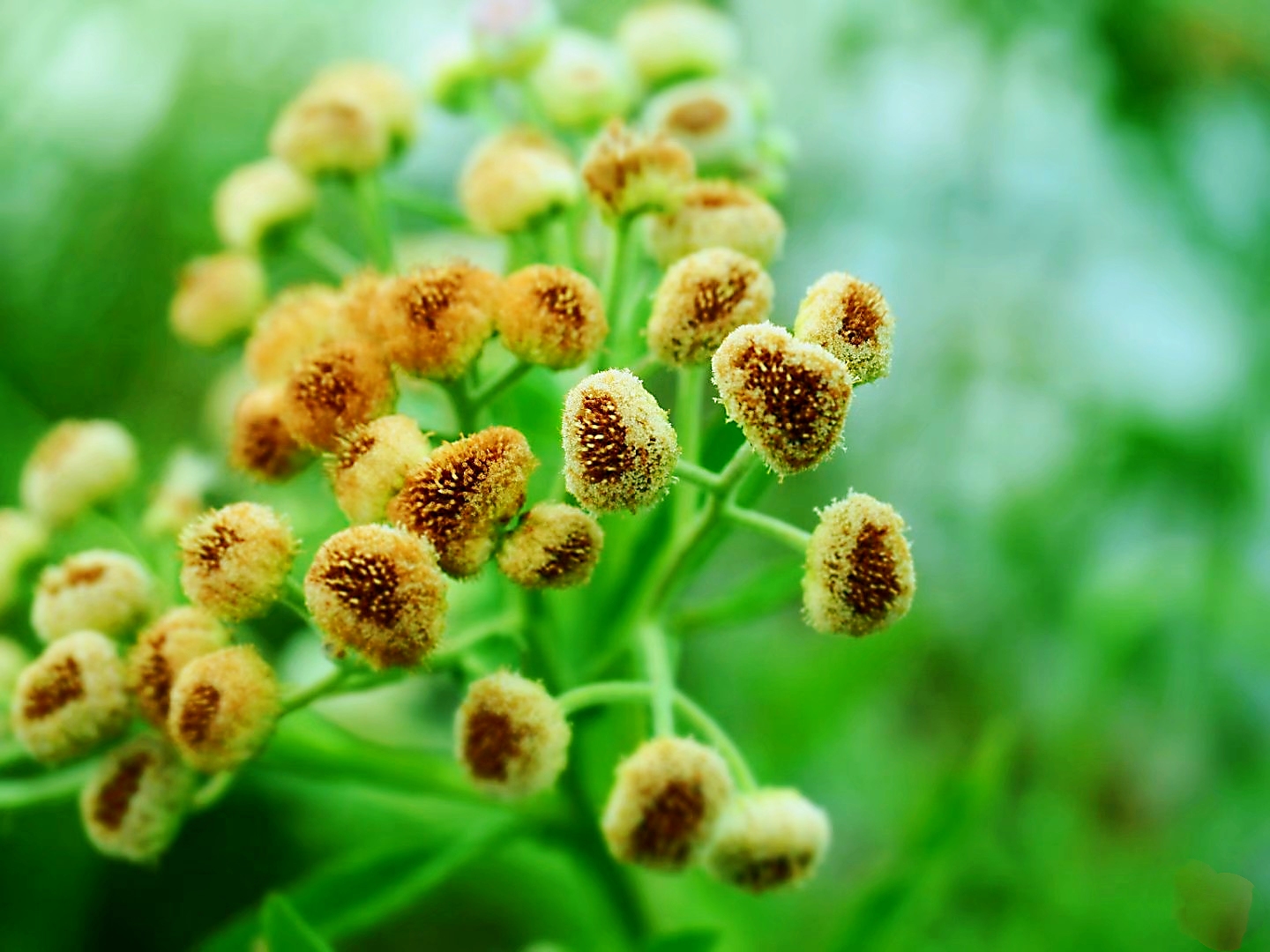 翼茎阔苞菊