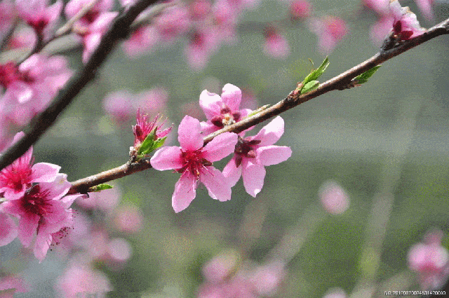 燕东非江南 春暖慢三拍 盼春到 静等待 待到东风伴雨至 芳草绿 桃花开