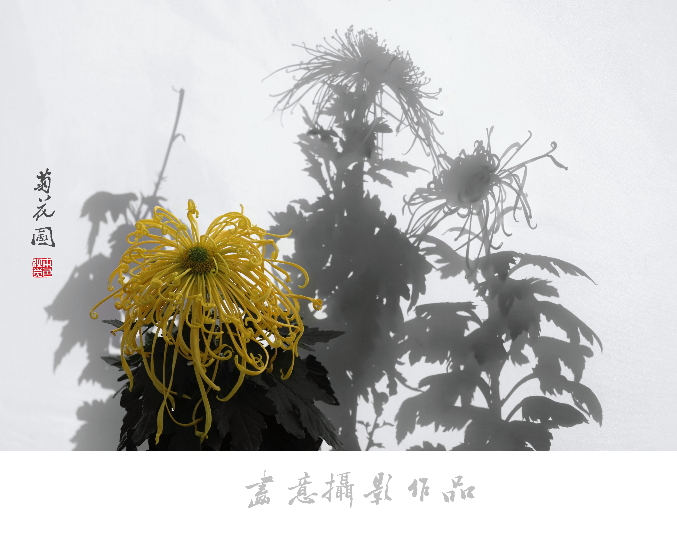 寒菊(画意摄影)
