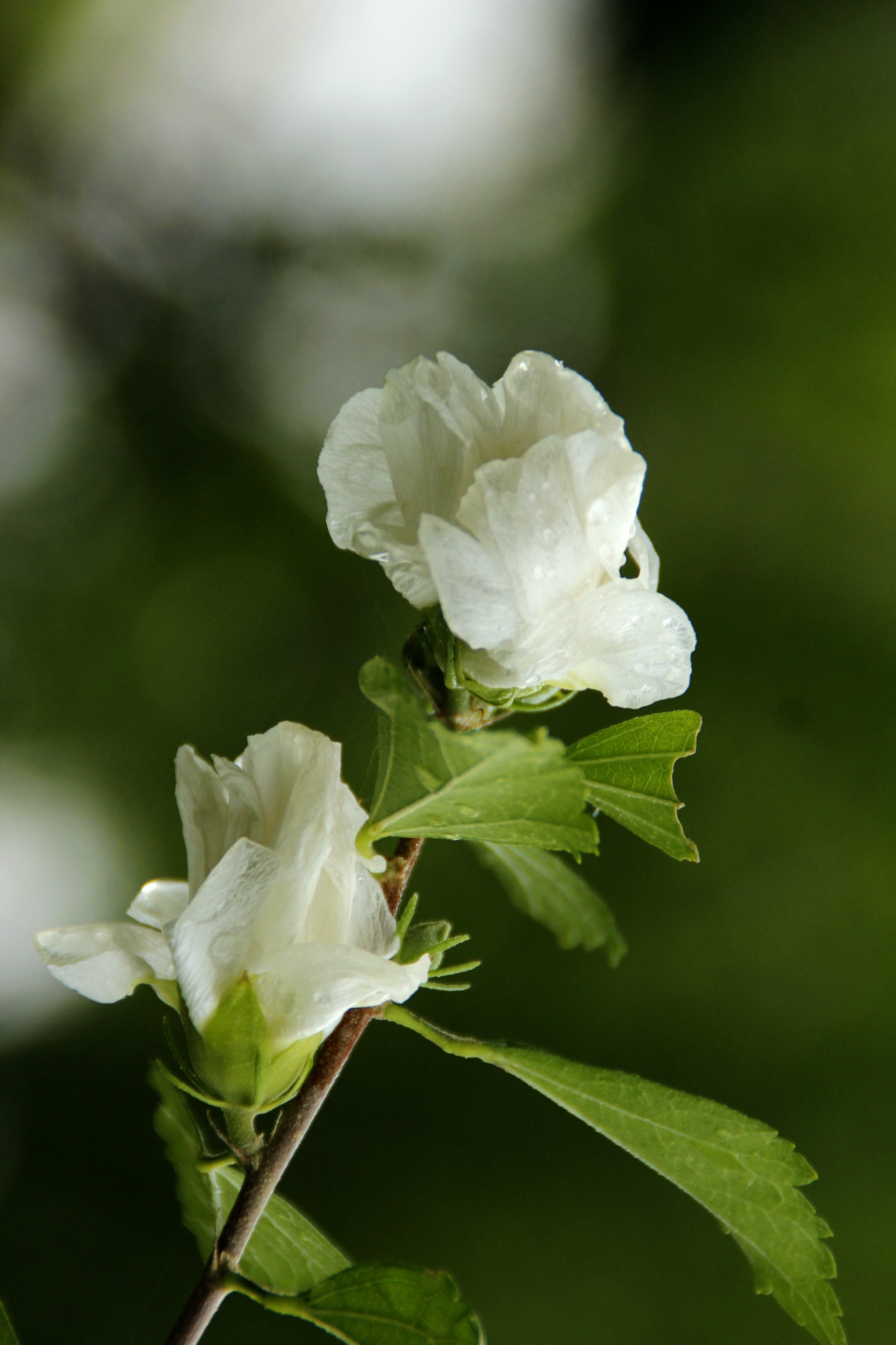 【首发】白色木槿花