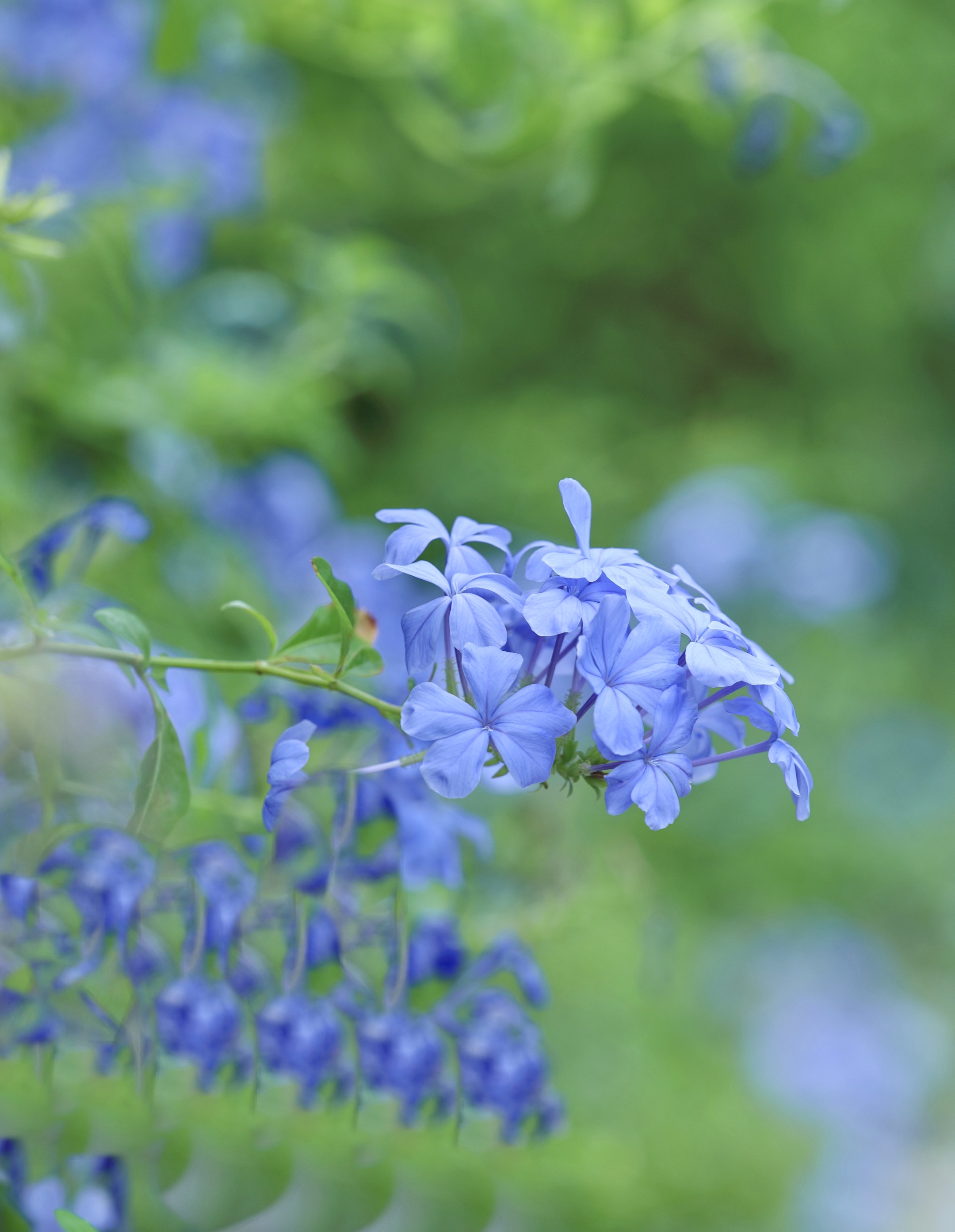 盛夏·怎能放过蓝雪花【首发】