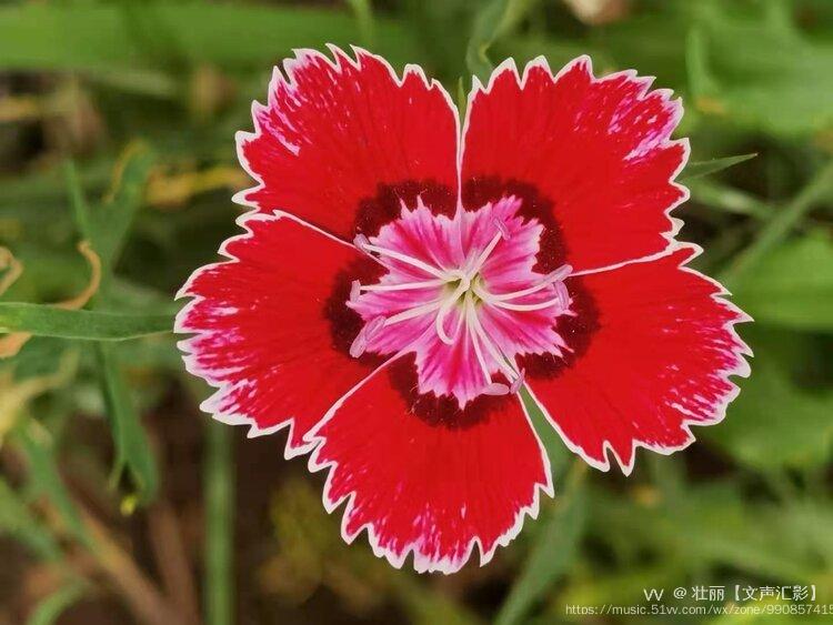石竹花开