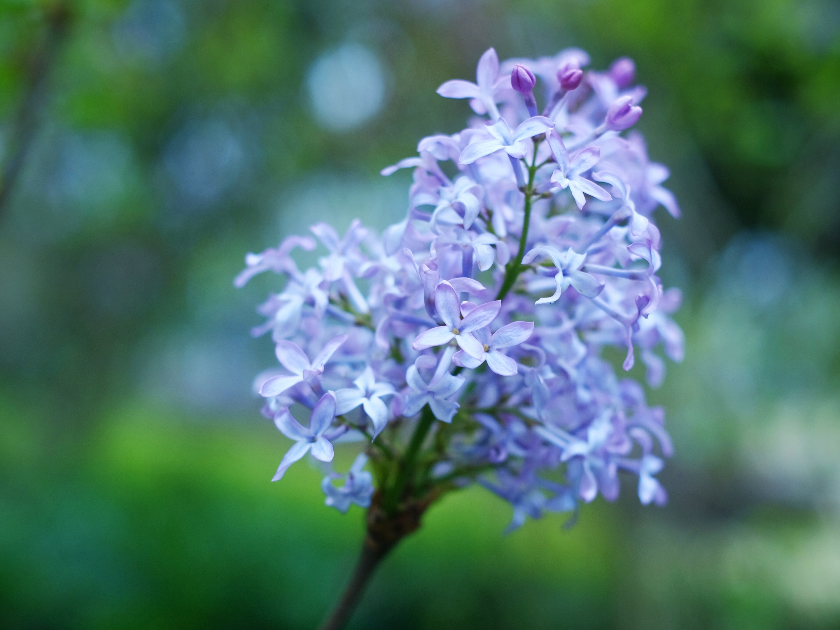 雨巷中的丁香花一