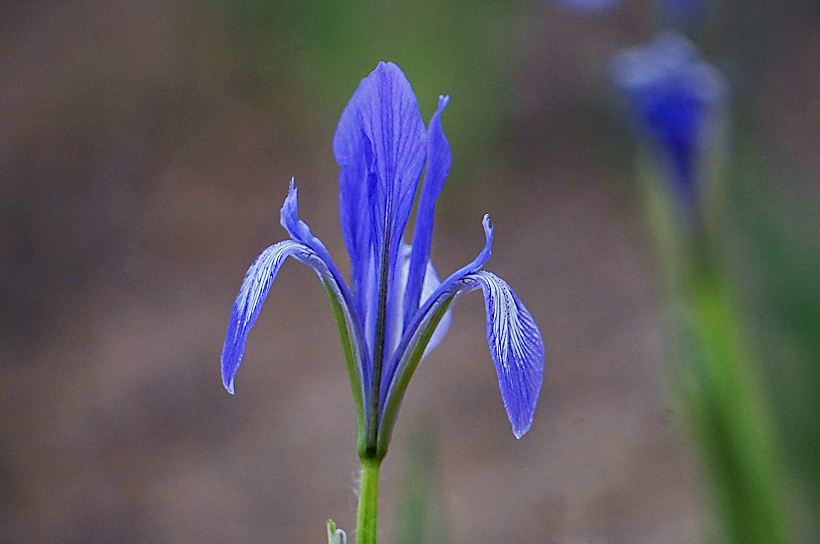 马兰花