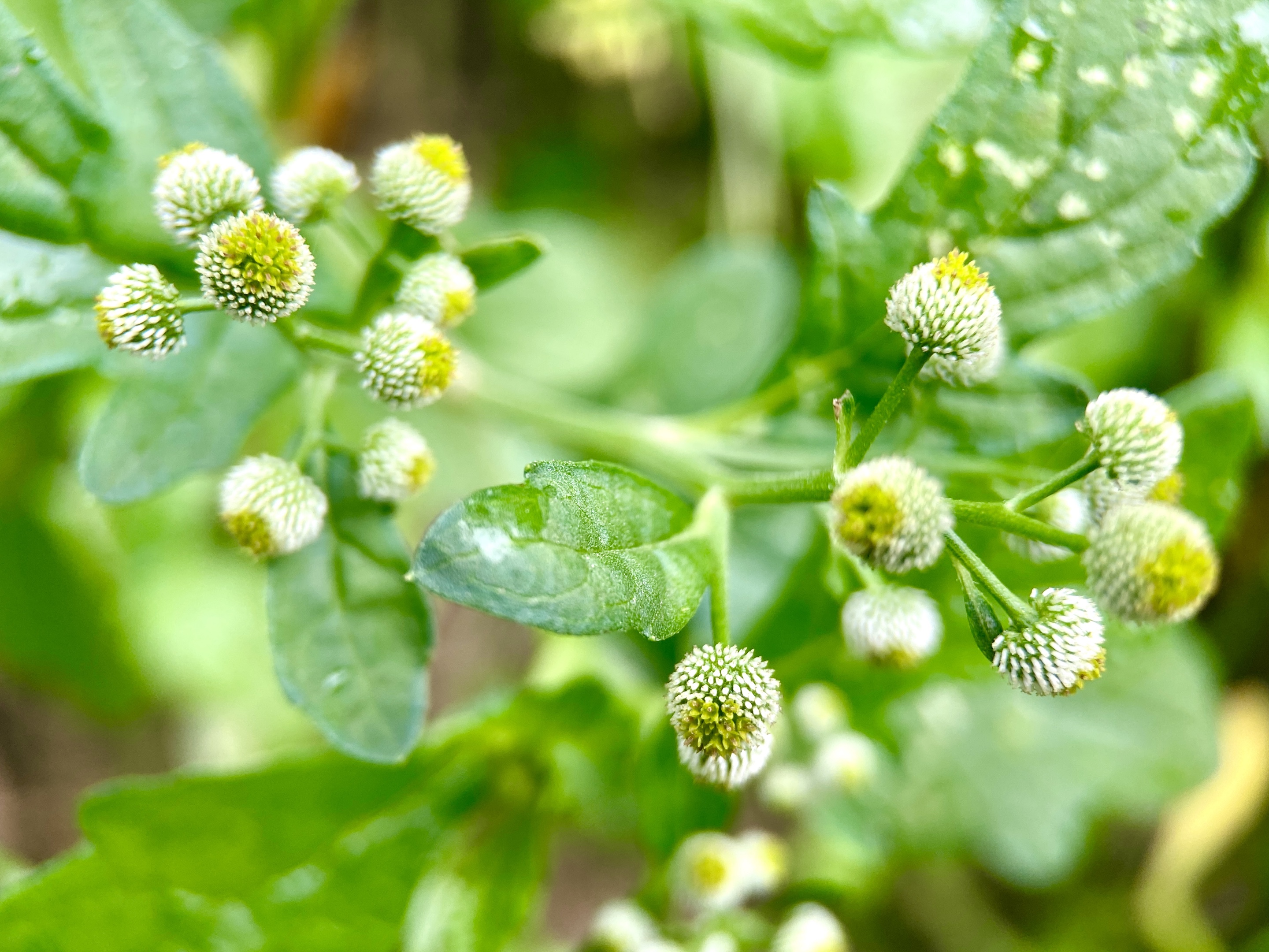 图/小叔 文/参考网络       鱼眼草是菊科植物的一种,它也叫胡椒草