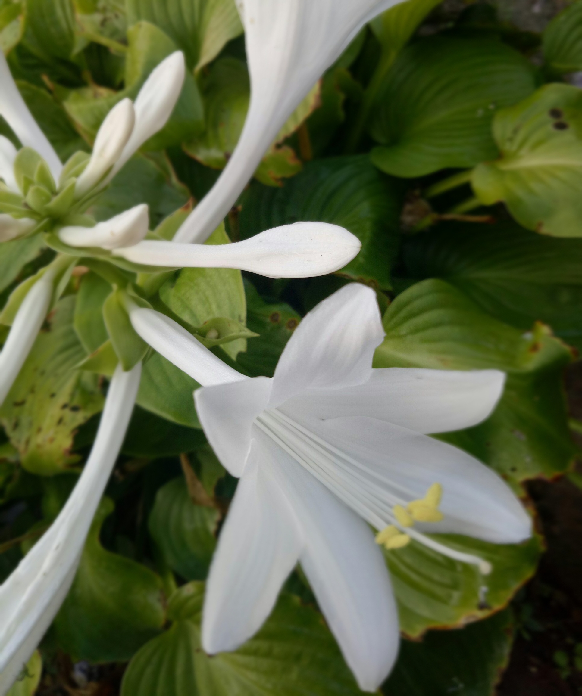 【首发】玉簪花