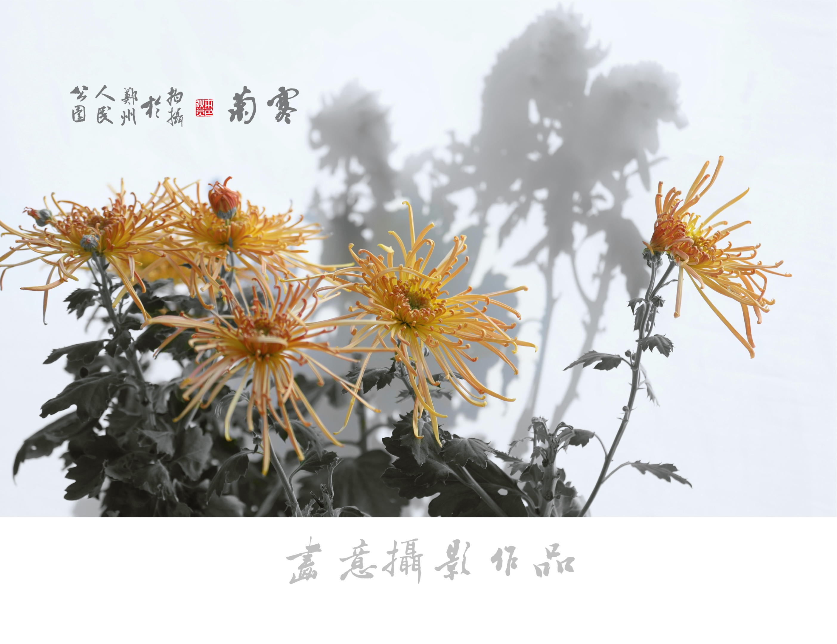 寒菊(画意摄影)