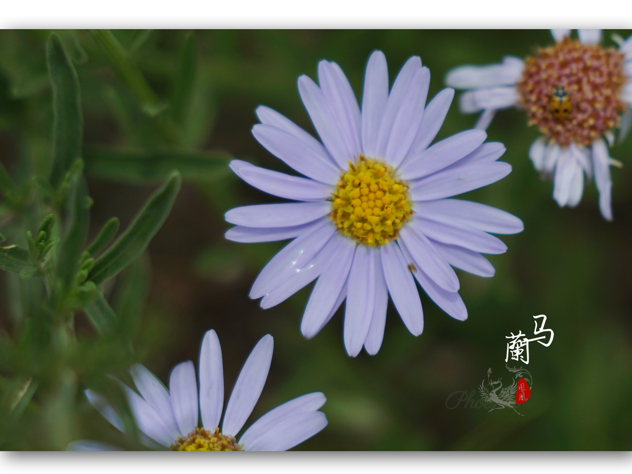 野花菊科马兰花首发