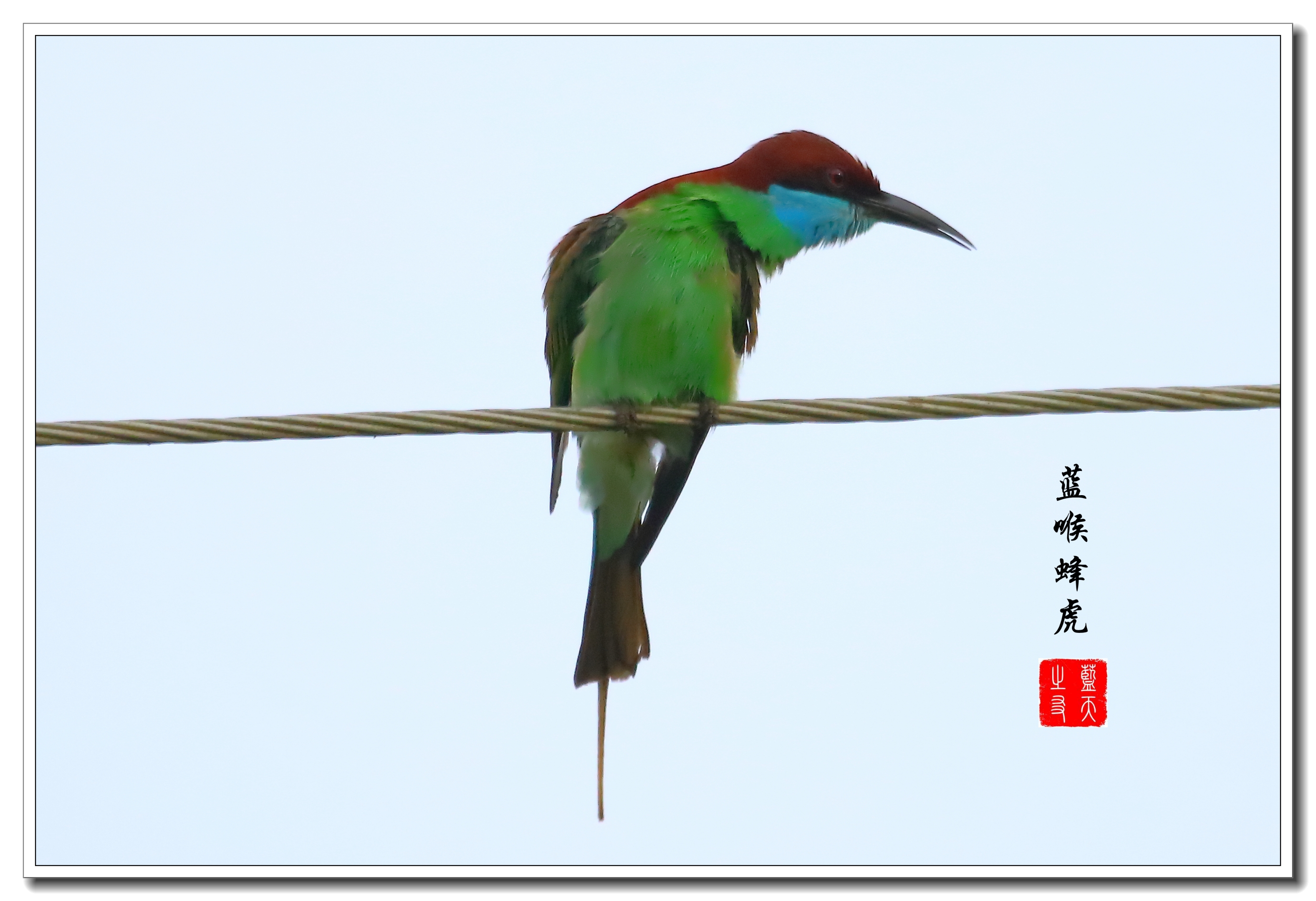 【首发】蓝喉蜂虎